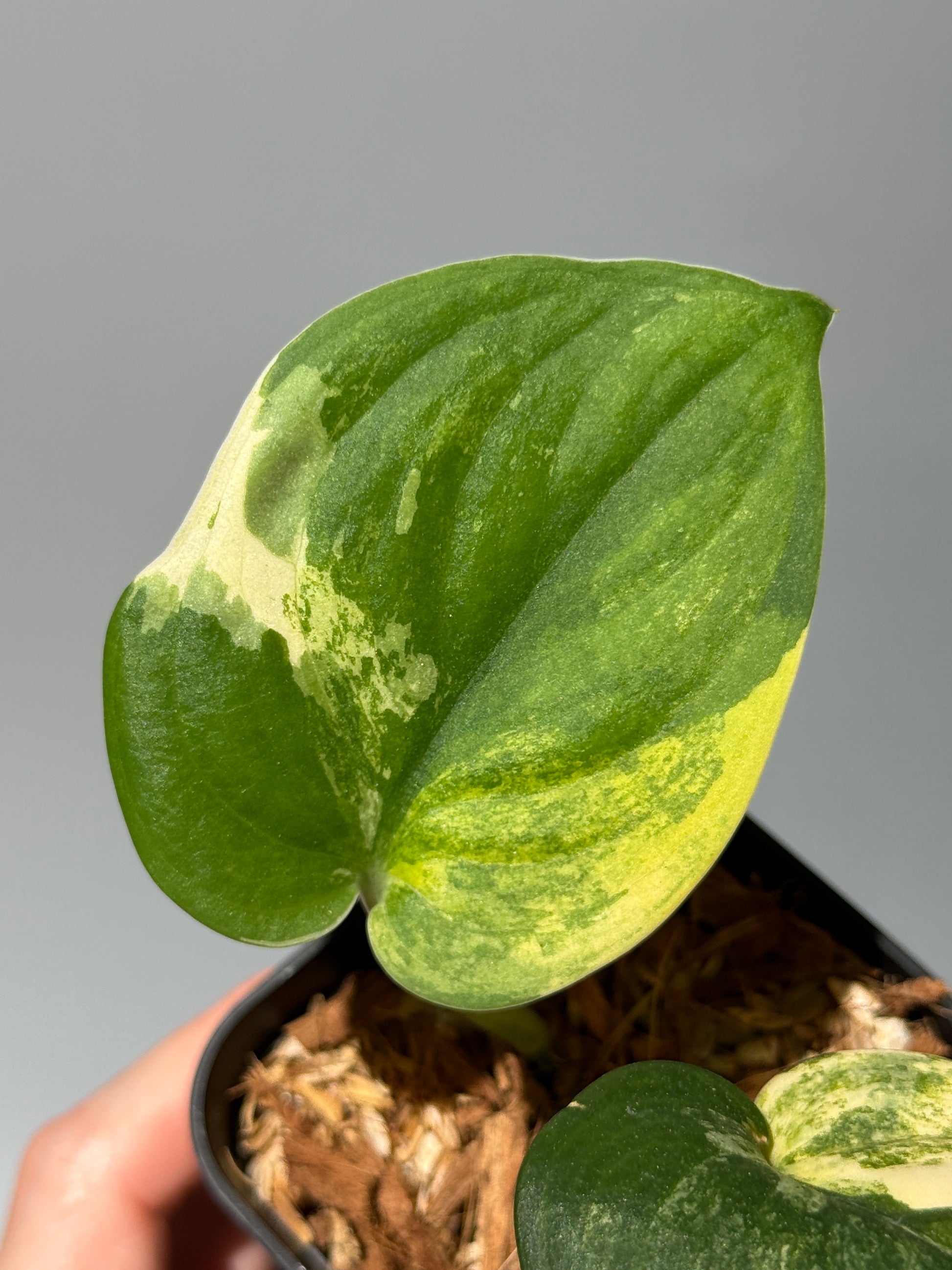 スキンダプサス ジェイドサテン オーレア  / Scindapsus jadesatin aurea (1)