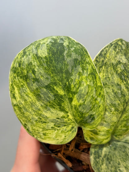 スキンダプサス テンバガ  / Scindapsus Tembaga (4)