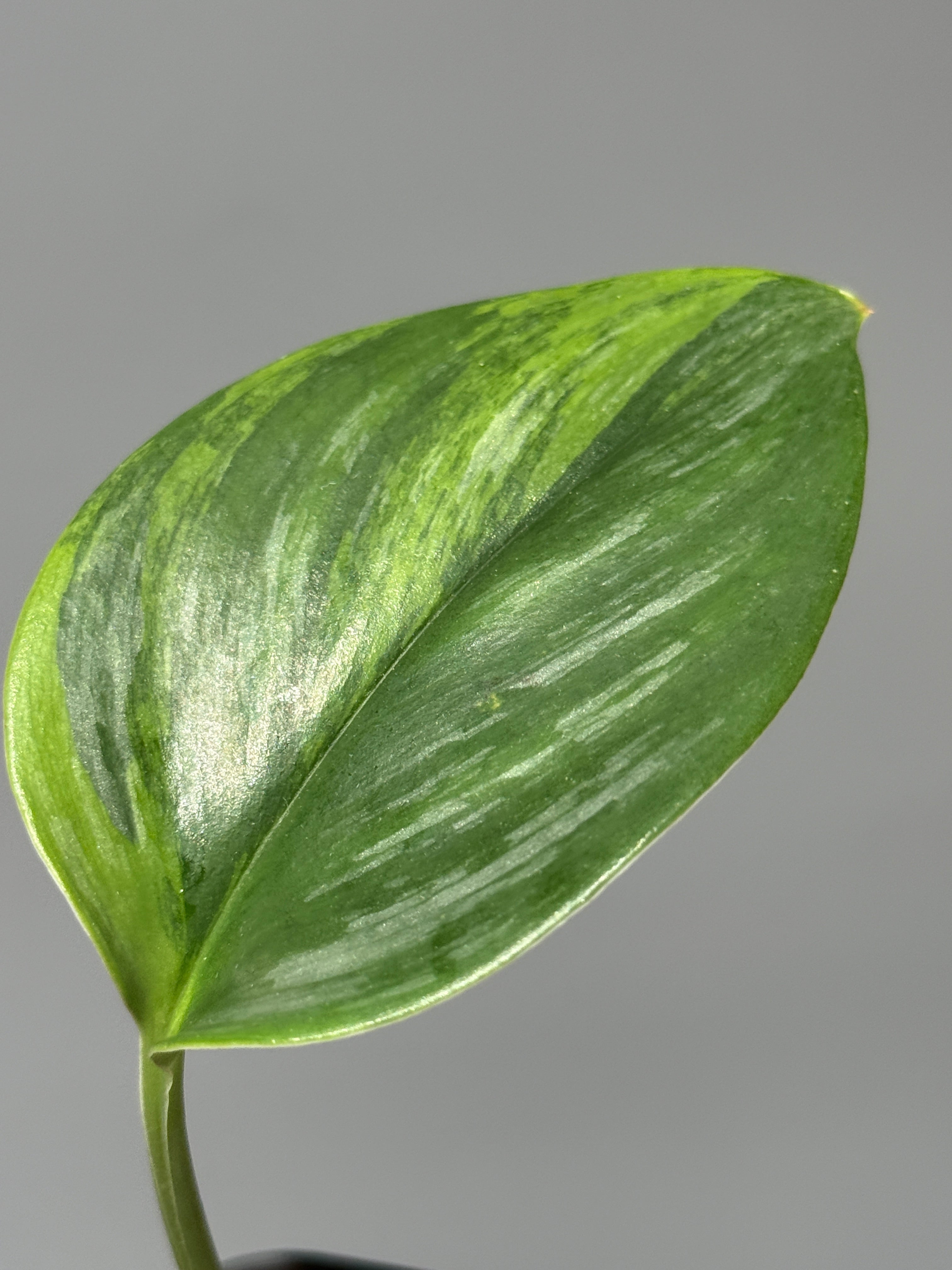 All Plants – Page 2 – Nakayama-Plants