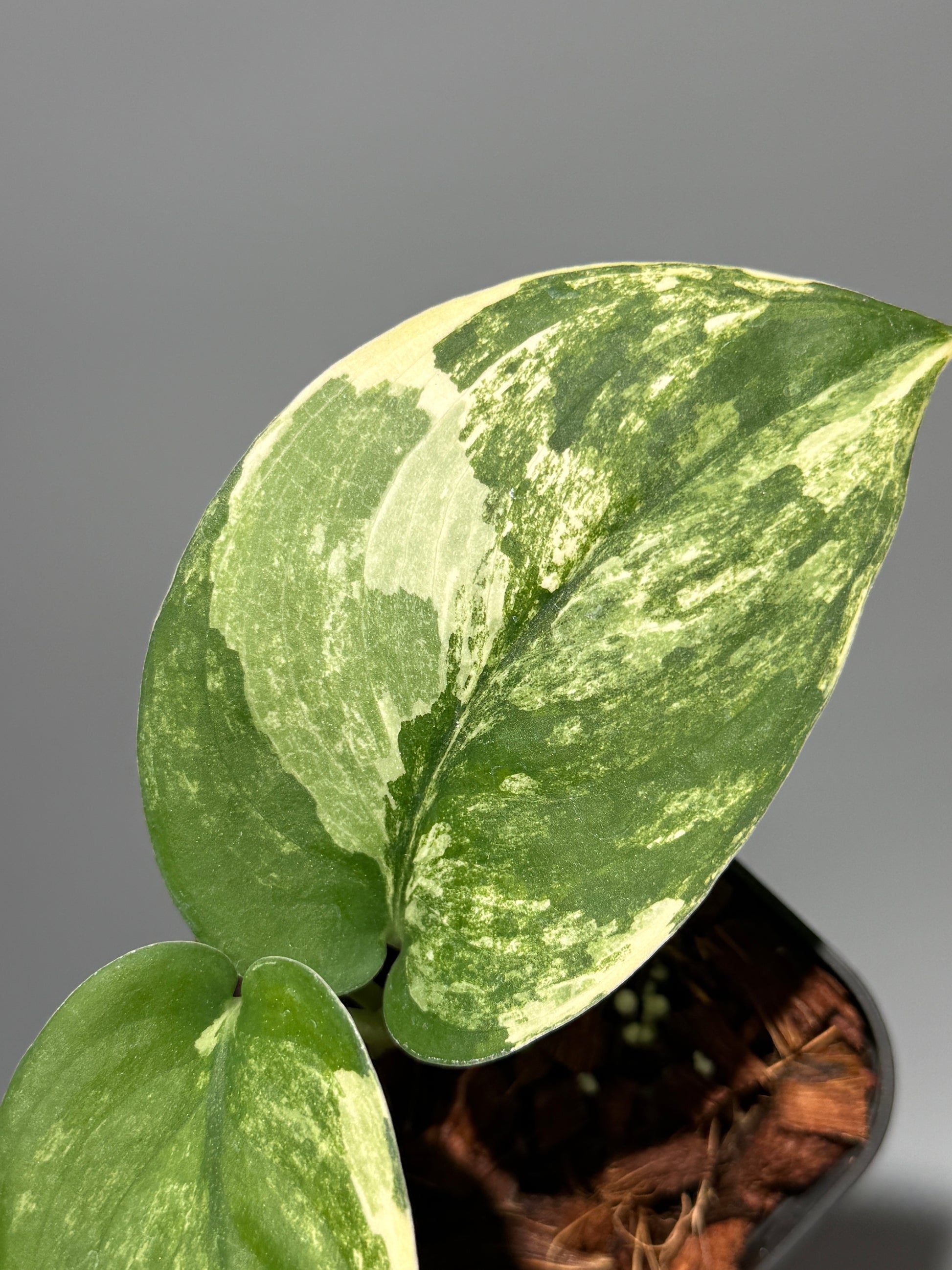 スキンダプサス ジェイドサテン オーレア  / Scindapsus jadesatin aurea (2)