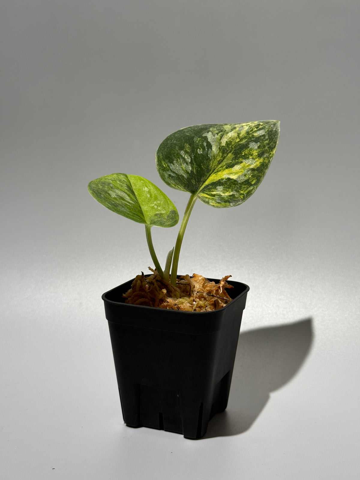 スキンダプサス グリーン ダイヤモンド / Scindapsus Green diamond (1)