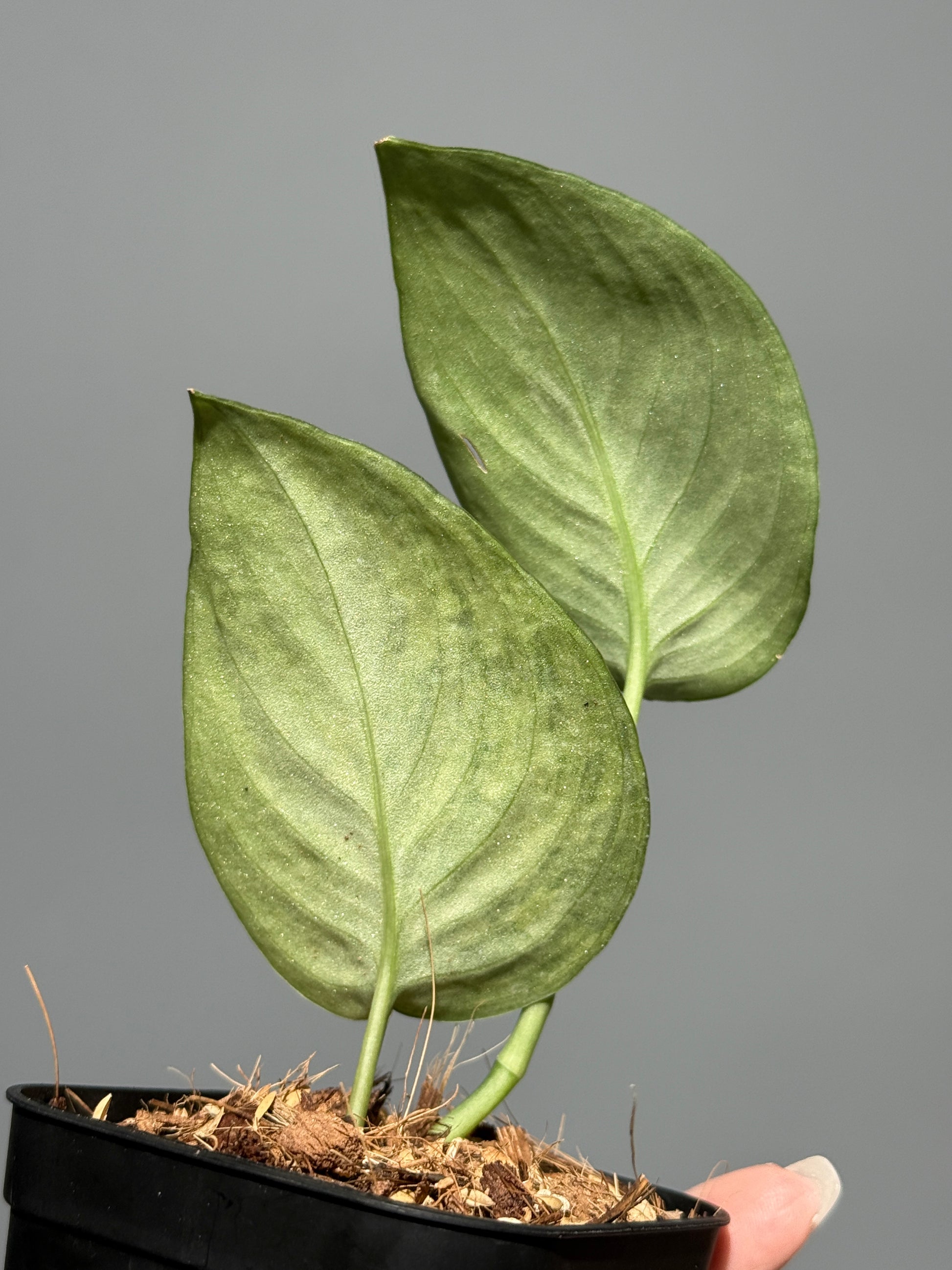 スキンダプサス レオパード グリーンオングリーン / Scindapsus Leopard GOG (1)