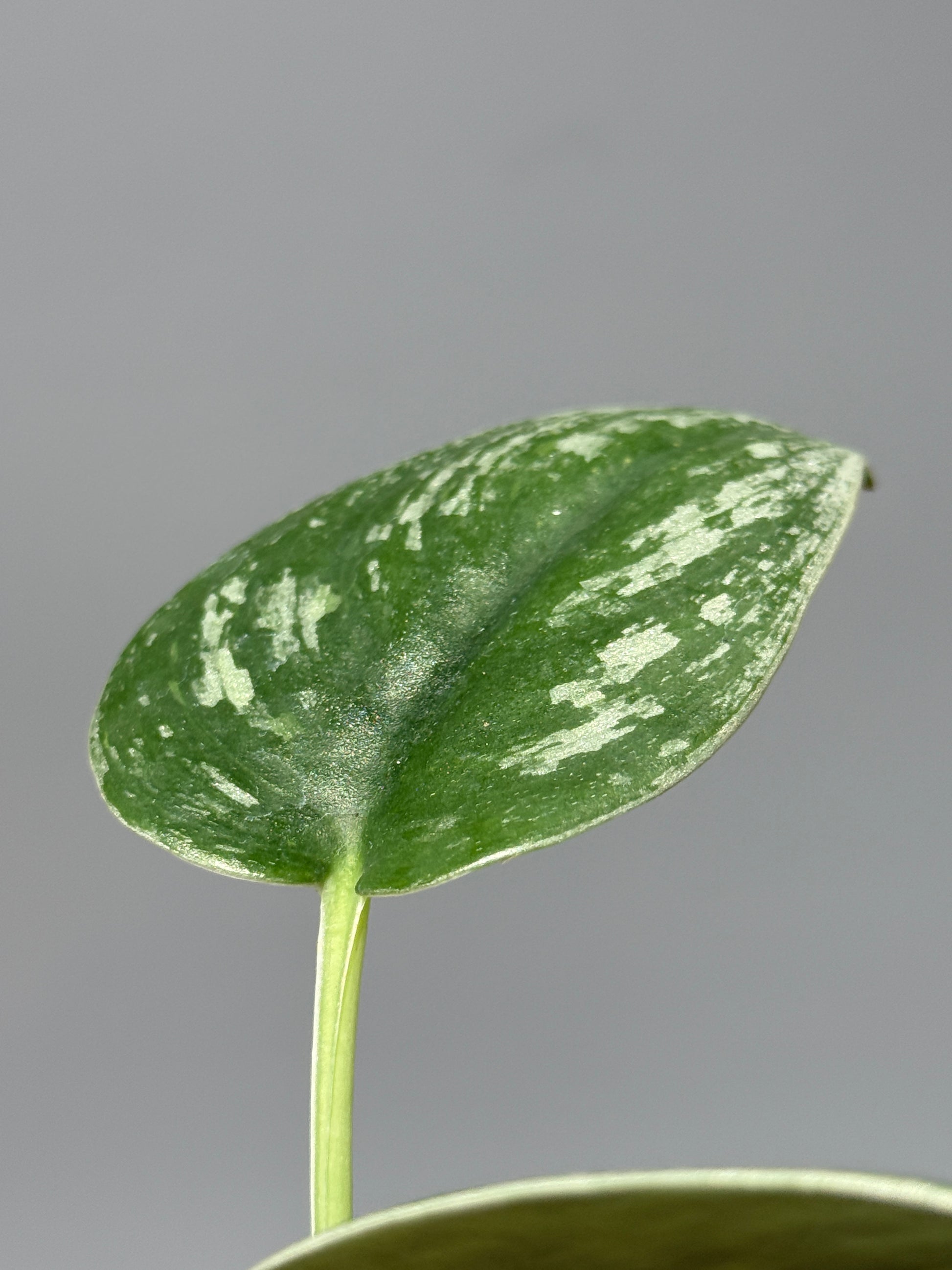 スキンダプサス  Sp.カリマンタン / Scindapsus Sp.Kalimantan (2)