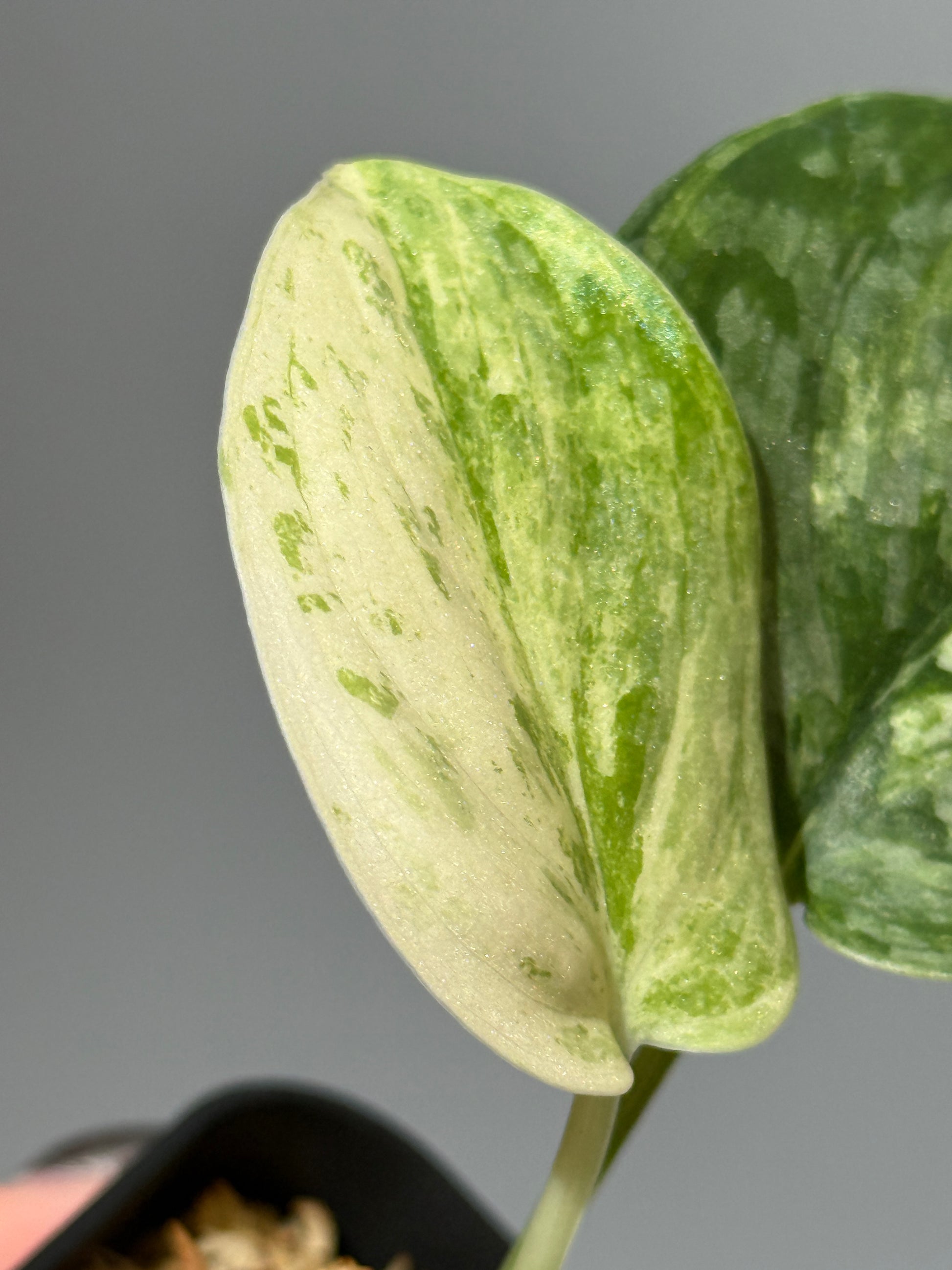 スキンダプサス ブルークラウド トリカラー / Scindapsus Exotica cloud tricolor (1)