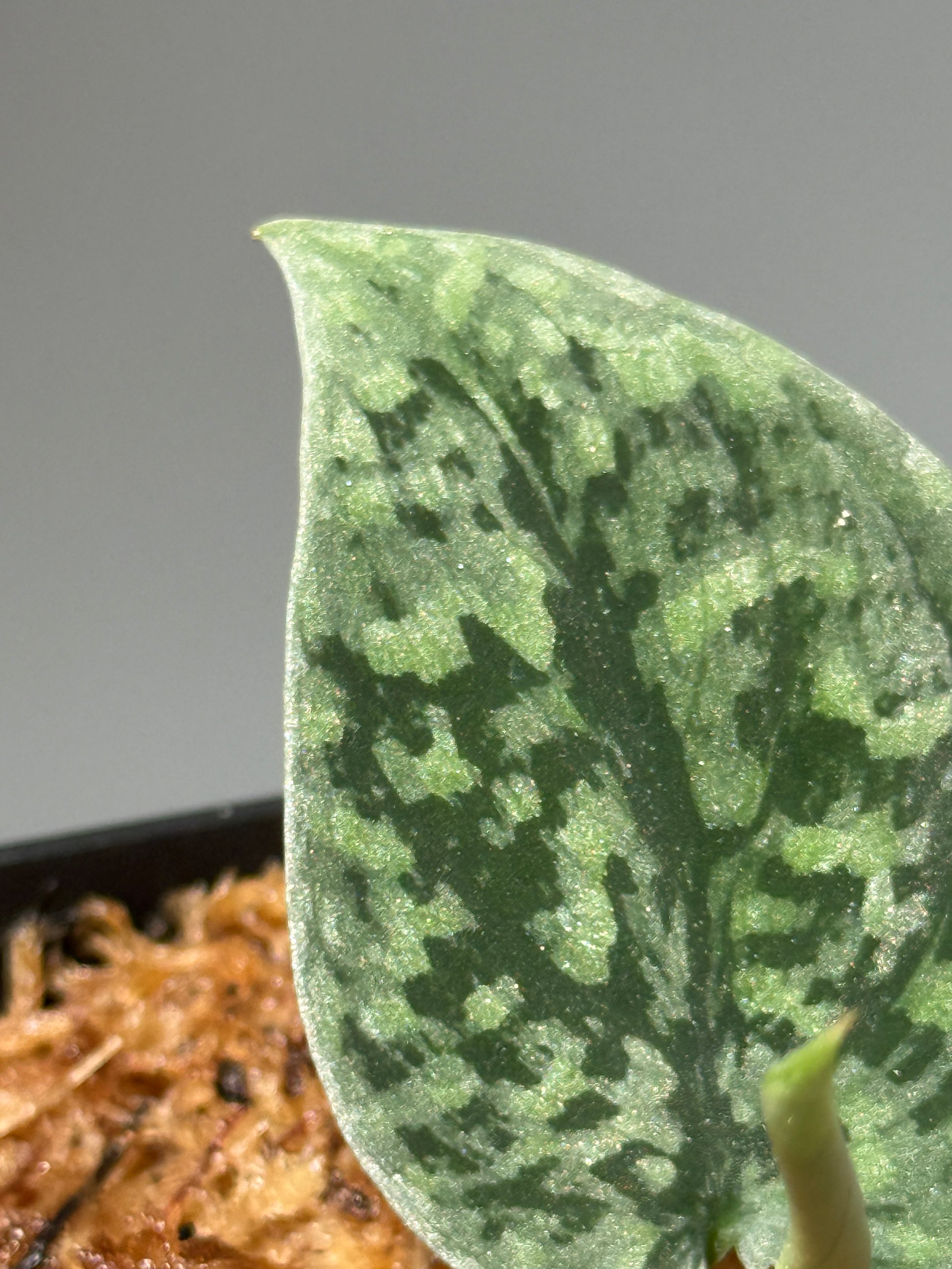 スキンダプサス スノーフレック  / Scindapsus Snowfleck (1)