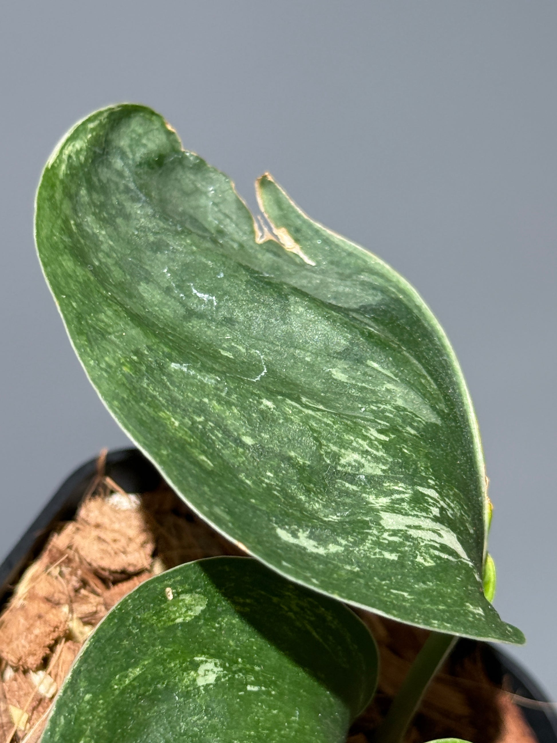 スキンダプサス シルバースプラッシュ ミューテーション/ Scindapsus Silver splash mutation  (1)