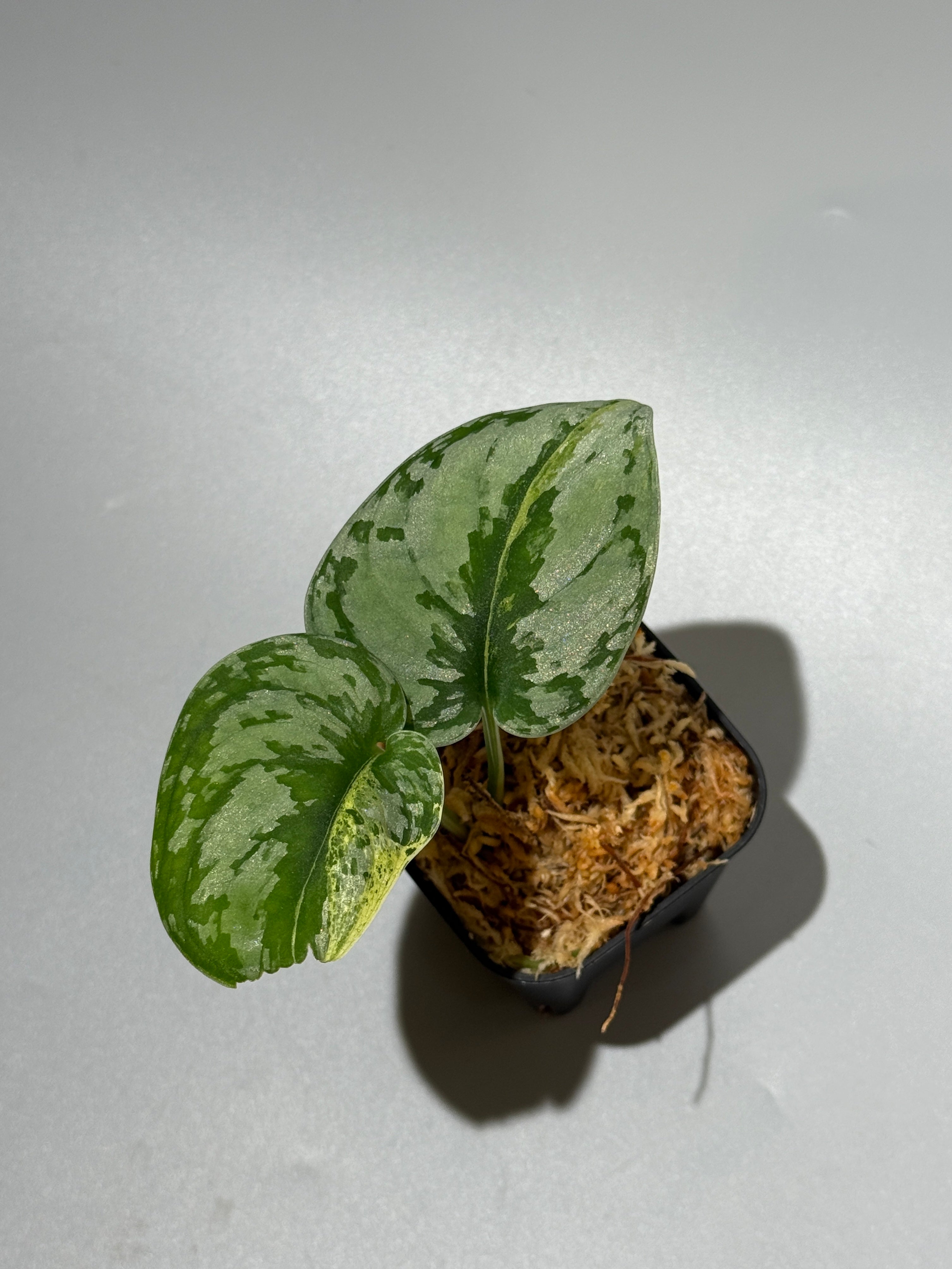 All Plants – Page 2 – Nakayama-Plants