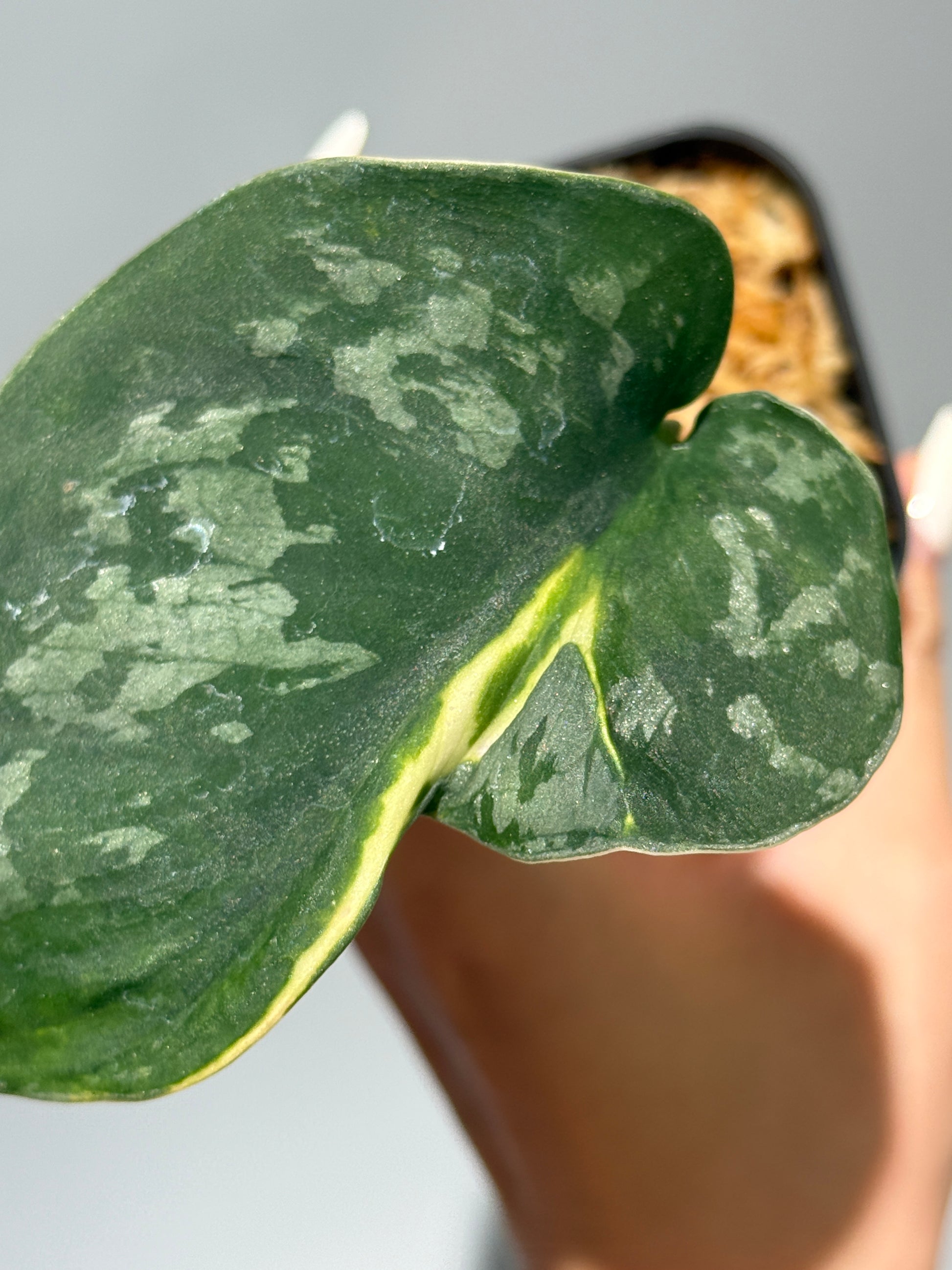 スキンダプサス イバタン  / Scindapsus Ibatan (1)