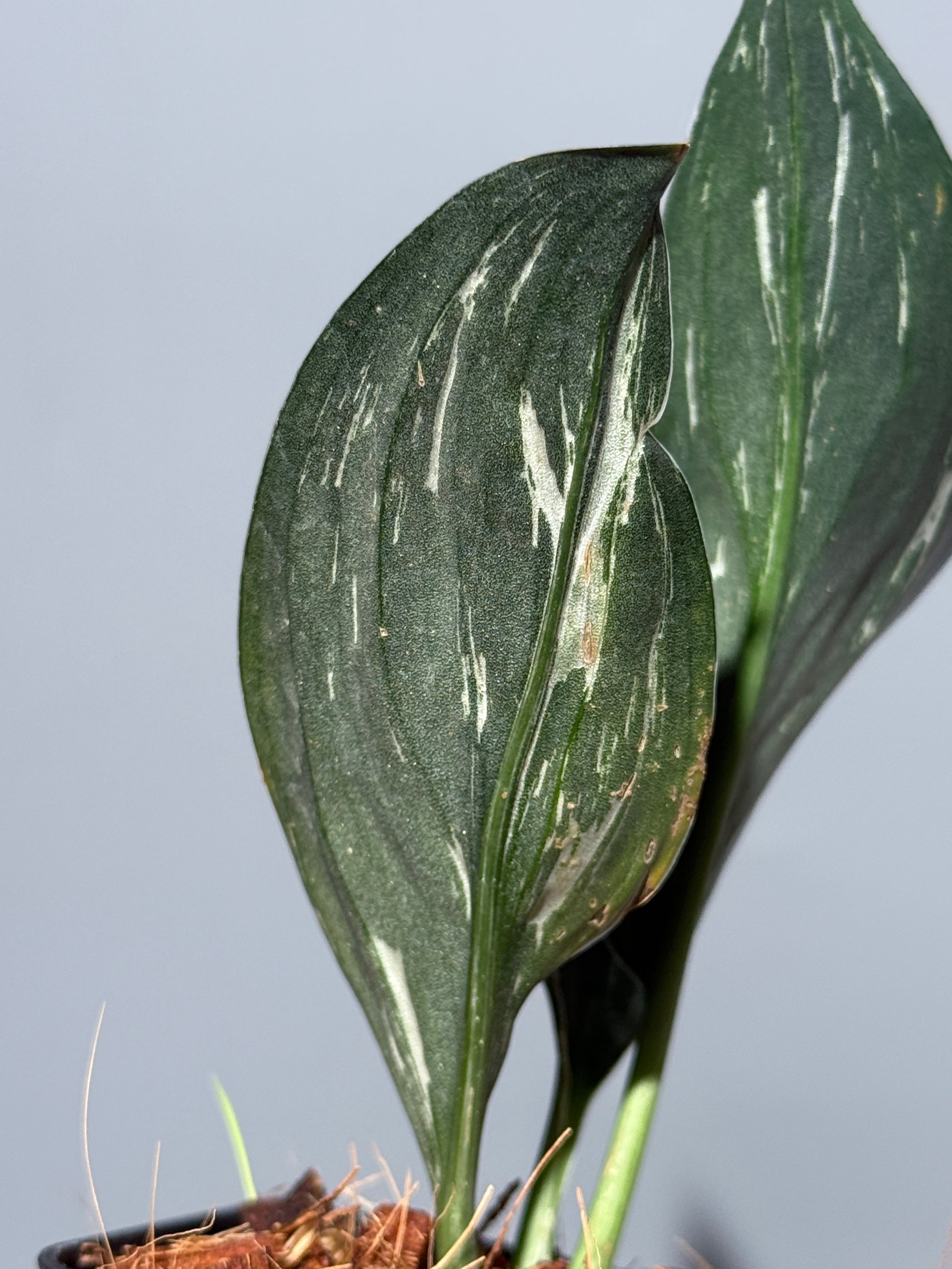 スキンダプサス トレビー ダークフォーム ミューテーション/Scindapsus Treubii darkform mutation (3)