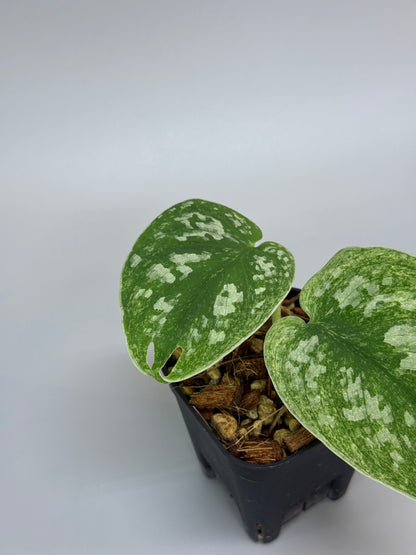 スキンダプサス ネビュラ / Scindapsus Nebula (2)