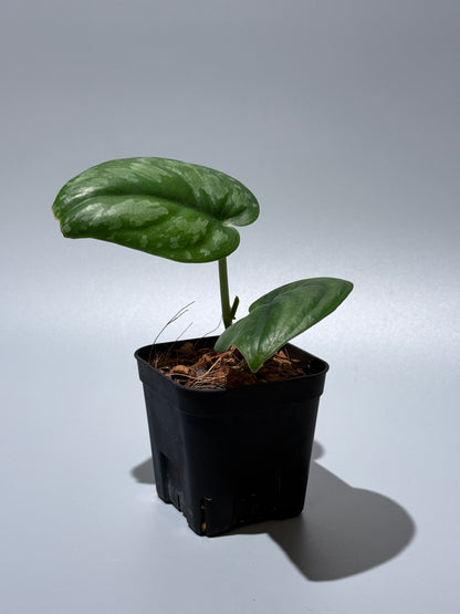 スキンダプサス エキゾチカ グローシ sp.サラワク / Scindapsus exotica glosy sp.serawak (2)