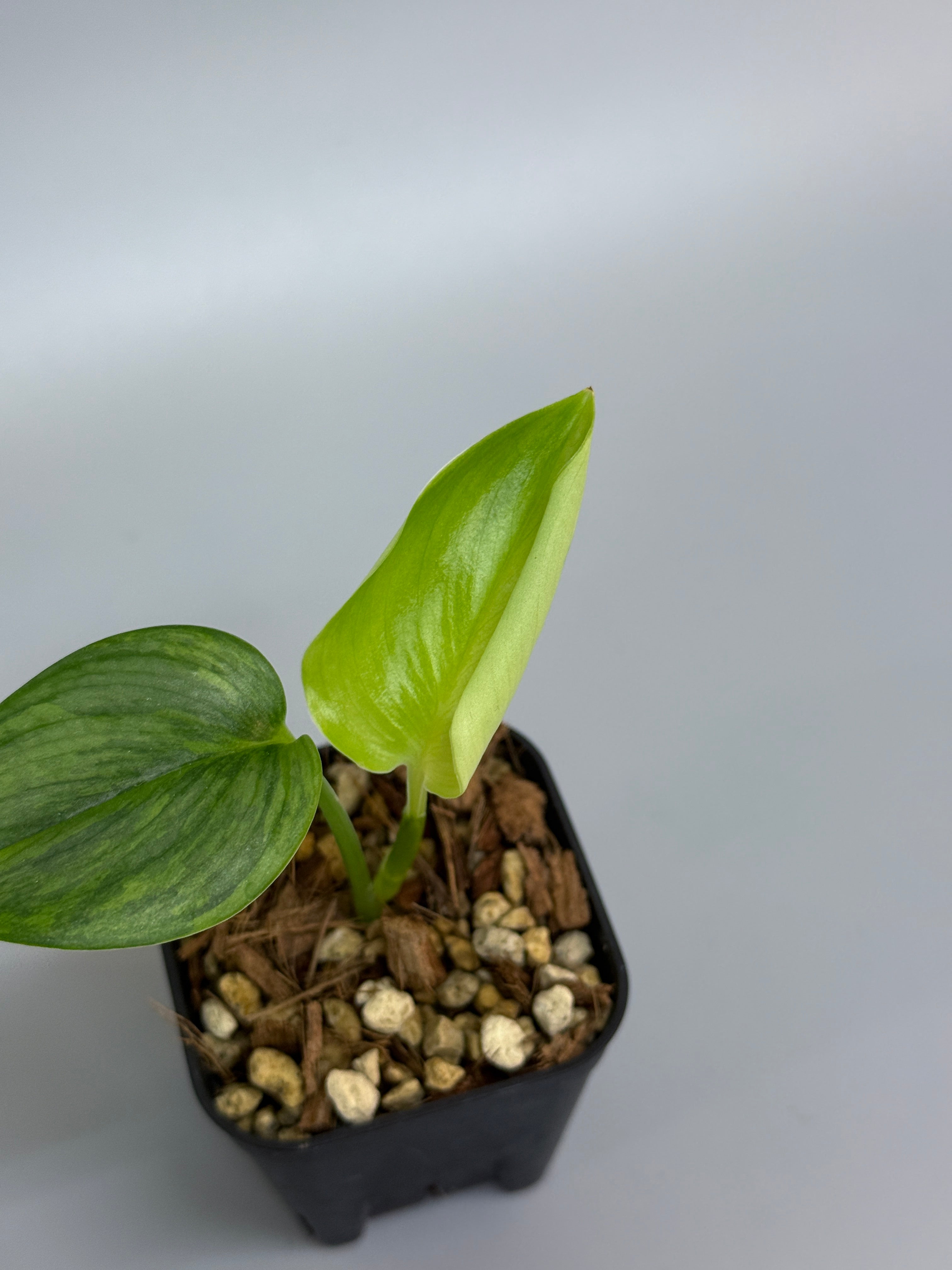 スキンダプサス ルビコン GOG / Scindapsus rubicon GOG (1