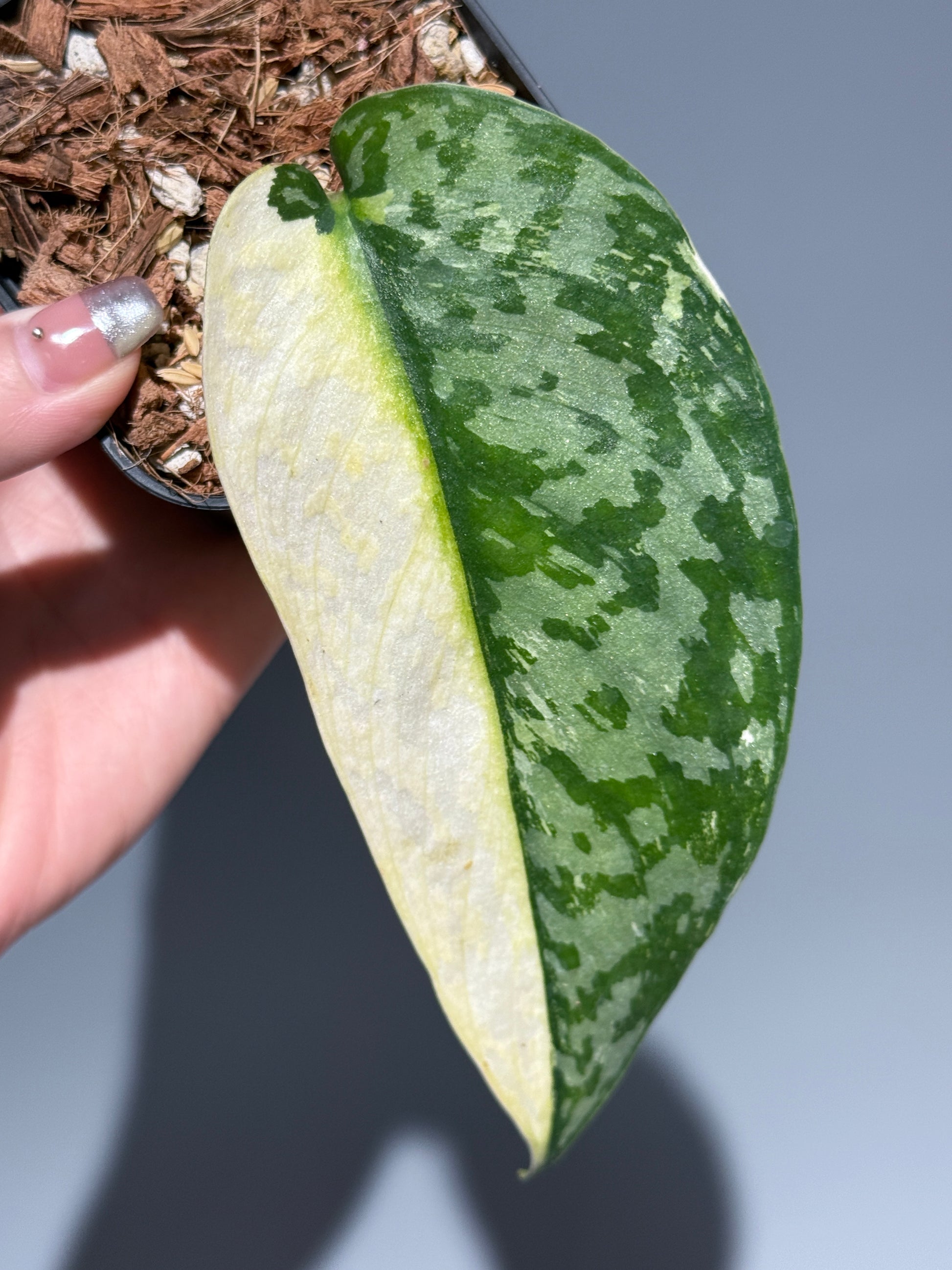 スキンダプサス ラカンビニ / Scindapsus lakambini  (1)