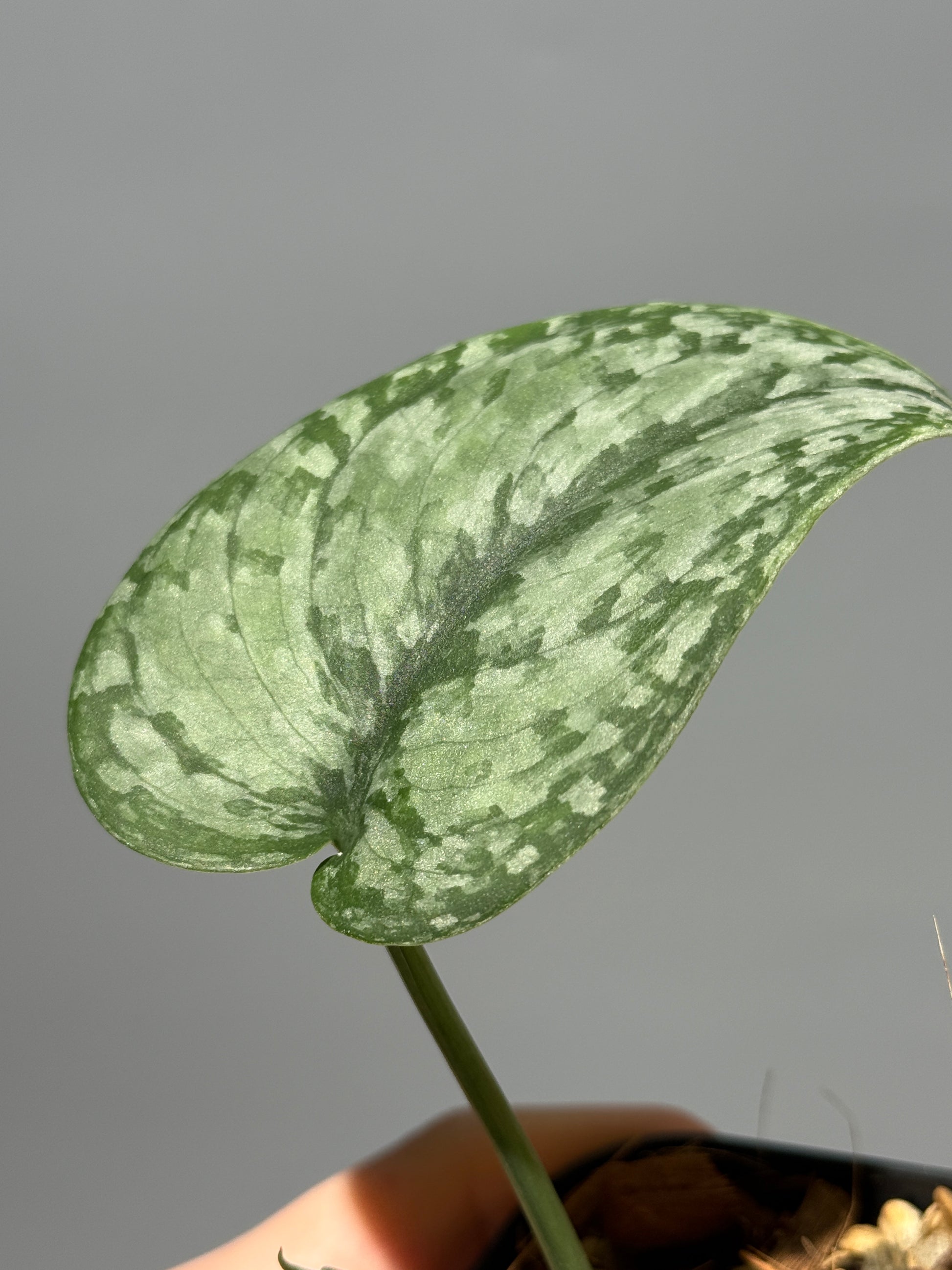 スキンダプサス sp.サラク / Scindapsus sp.salak (1)