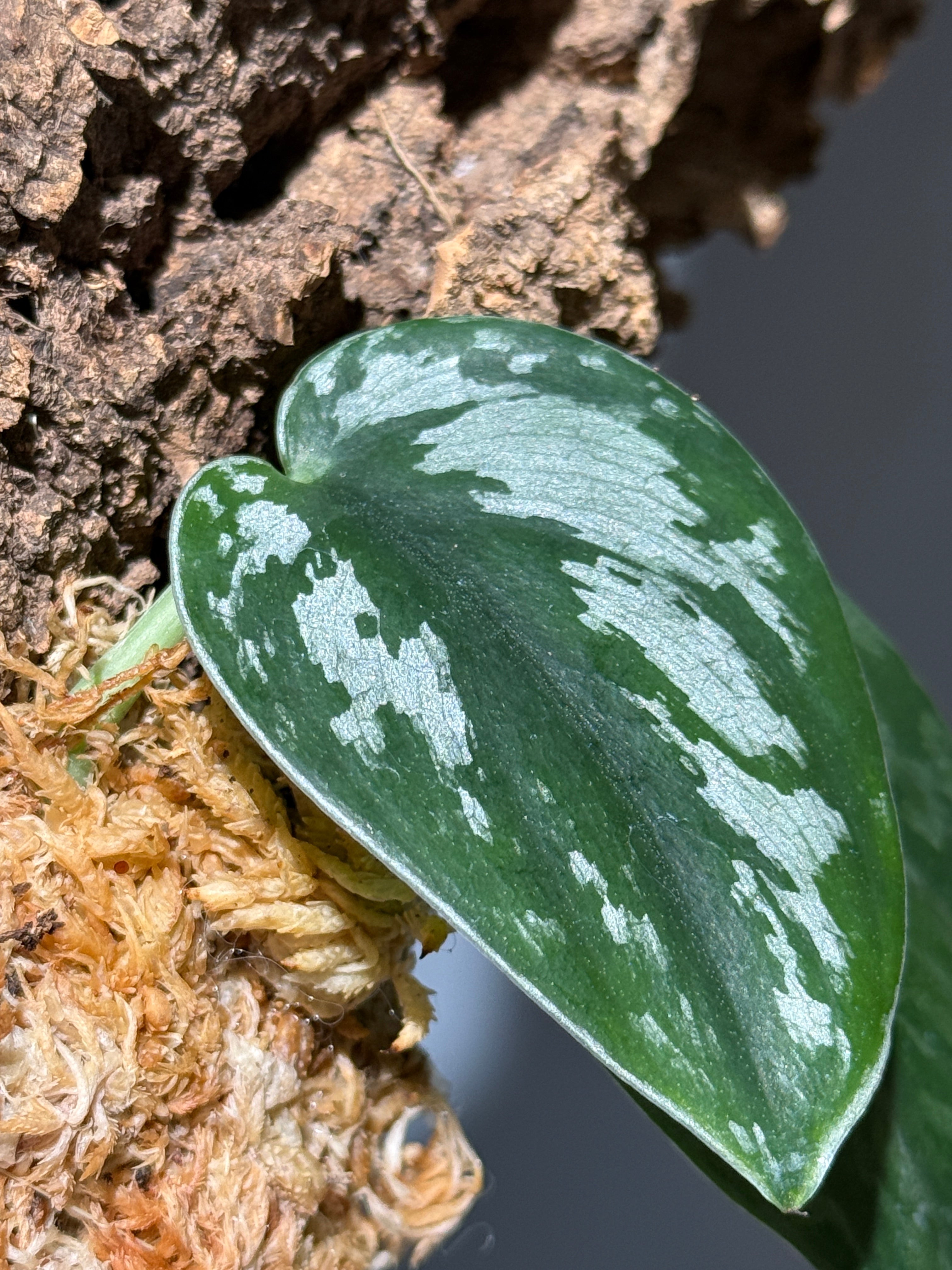 SET ITEM – Nakayama-Plants