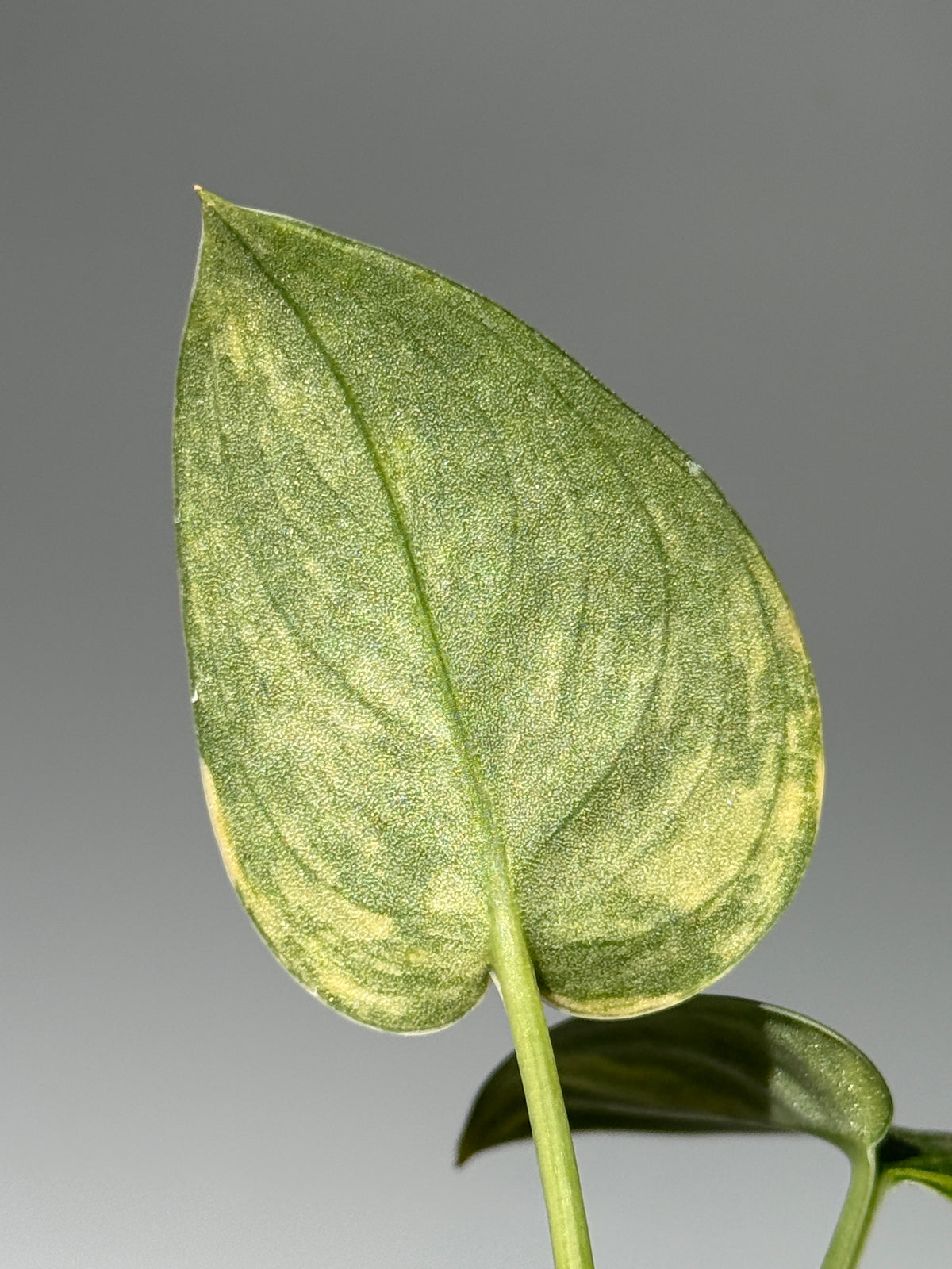 スキンダプサス グリーン ダイヤモンド / Scindapsus Green diamond (1)