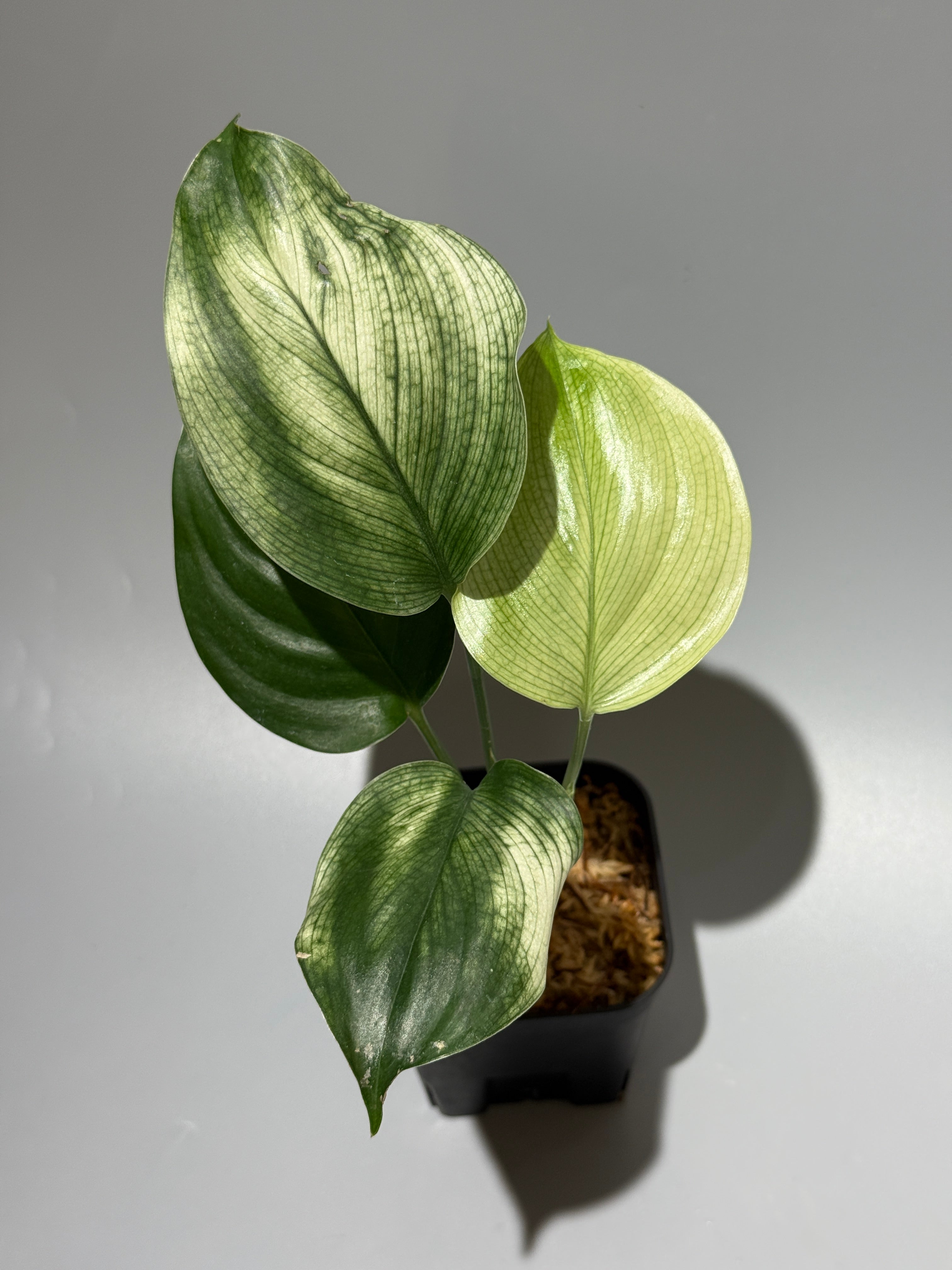 商品 – Page 3 – Nakayama-Plants