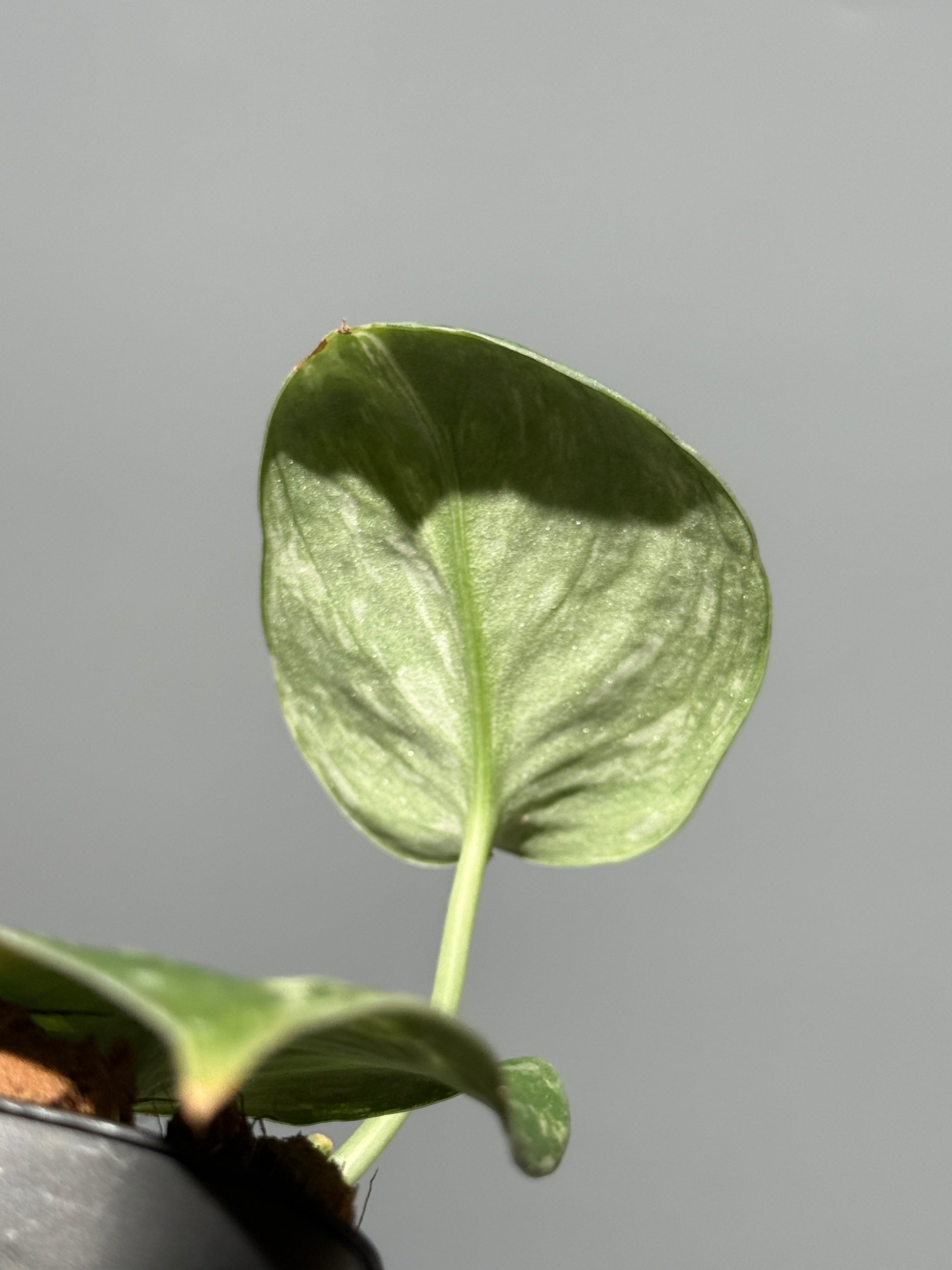 スキンダプサス ホワイトクロコダイル / Scindapsus White crocodile (1)