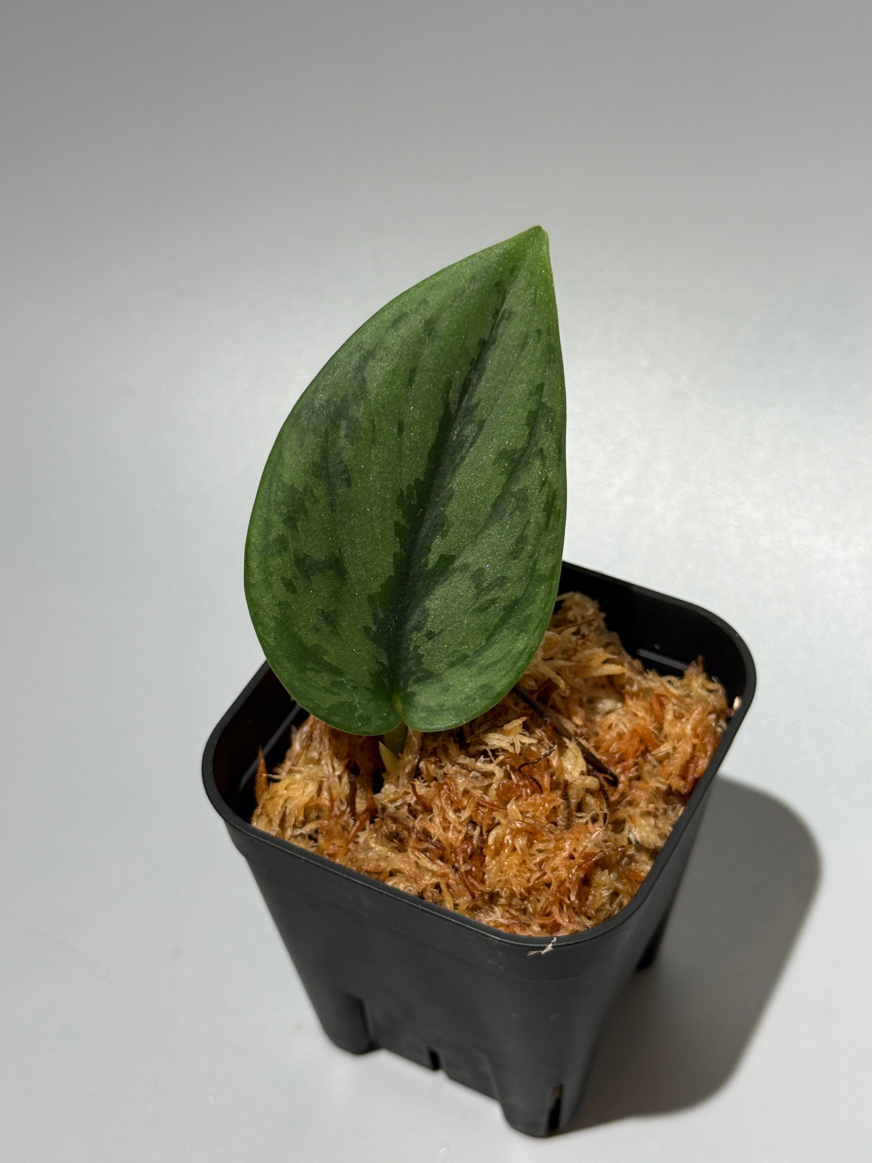 Nakayama Plants公式オンラインストア｜スキンダプサス専門店