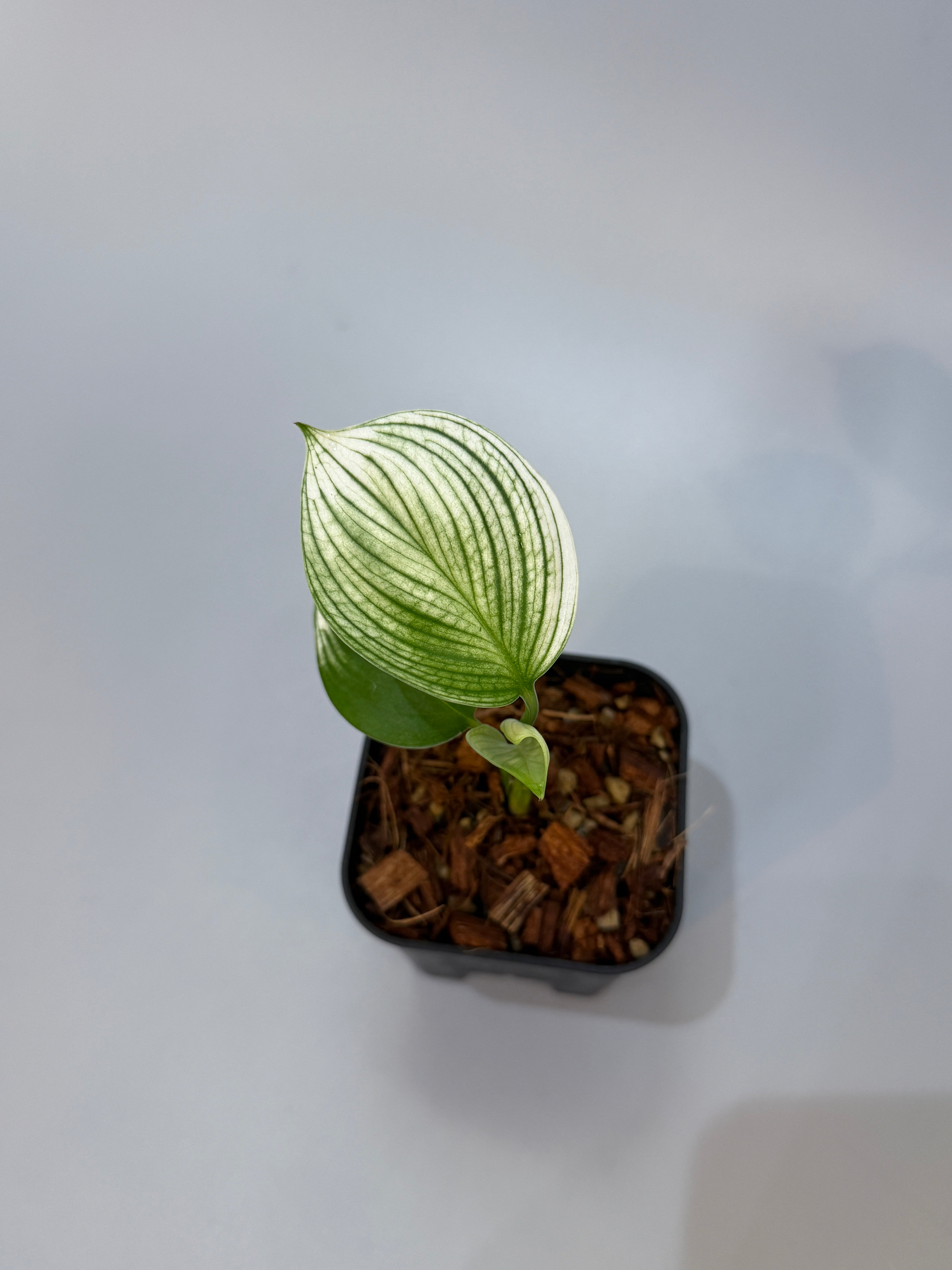 All Plants – Nakayama-Plants