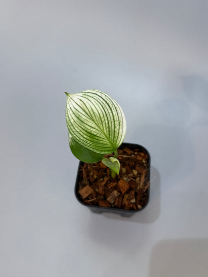 スキンダプサス ホワイトモンスター / Scindapsus whitemonster (5)