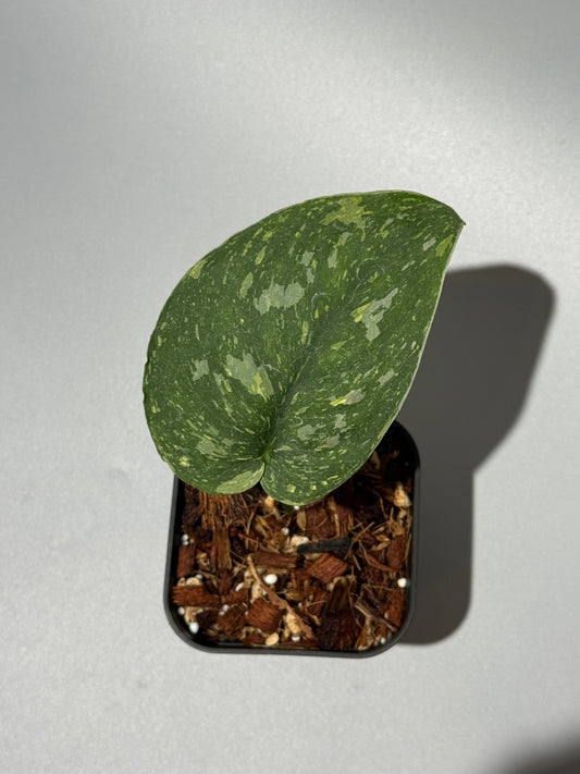 スキンダプサス バチコン  / Scindapsus Baticon (1)