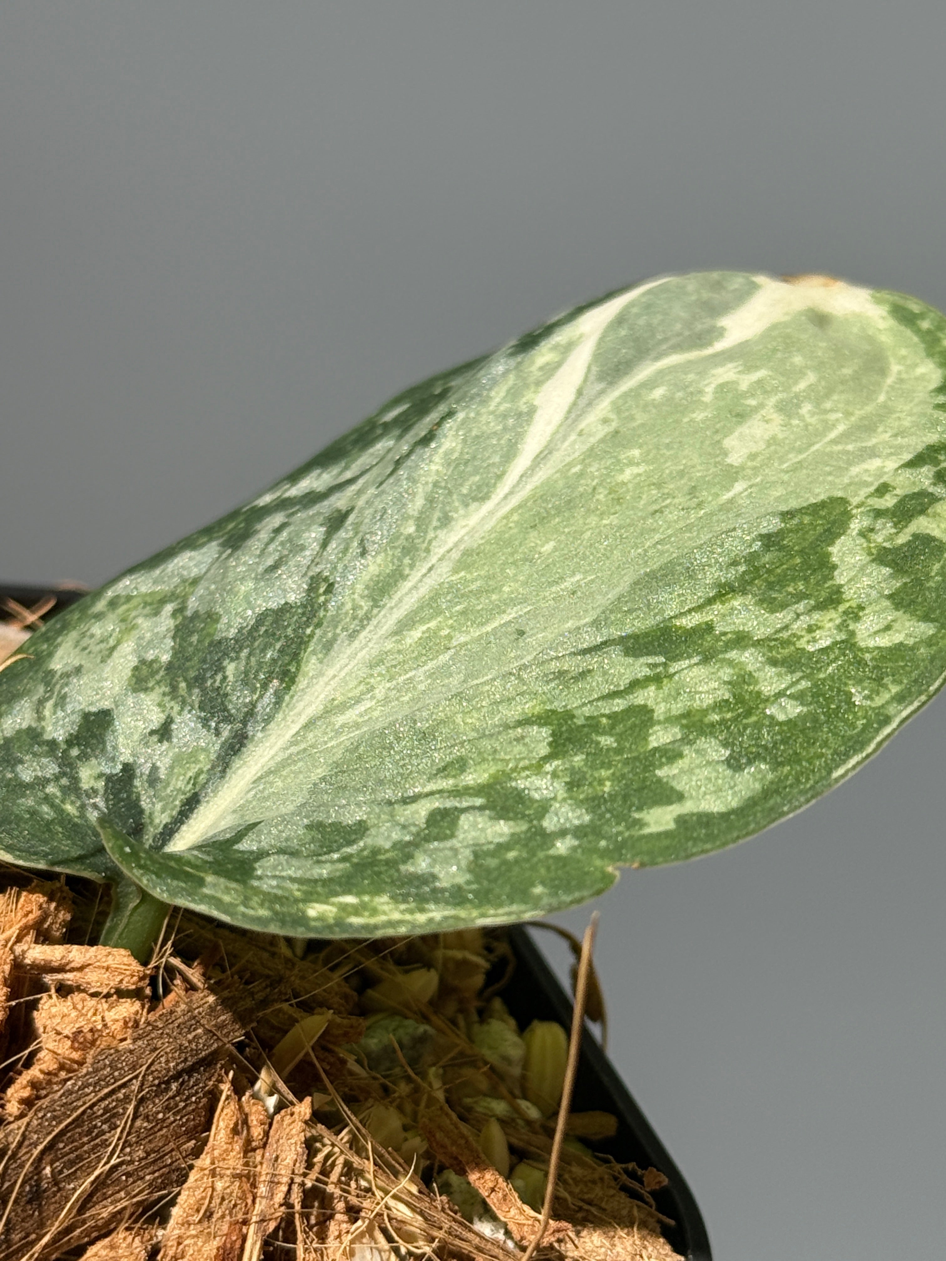 All Plants – Page 2 – Nakayama-Plants