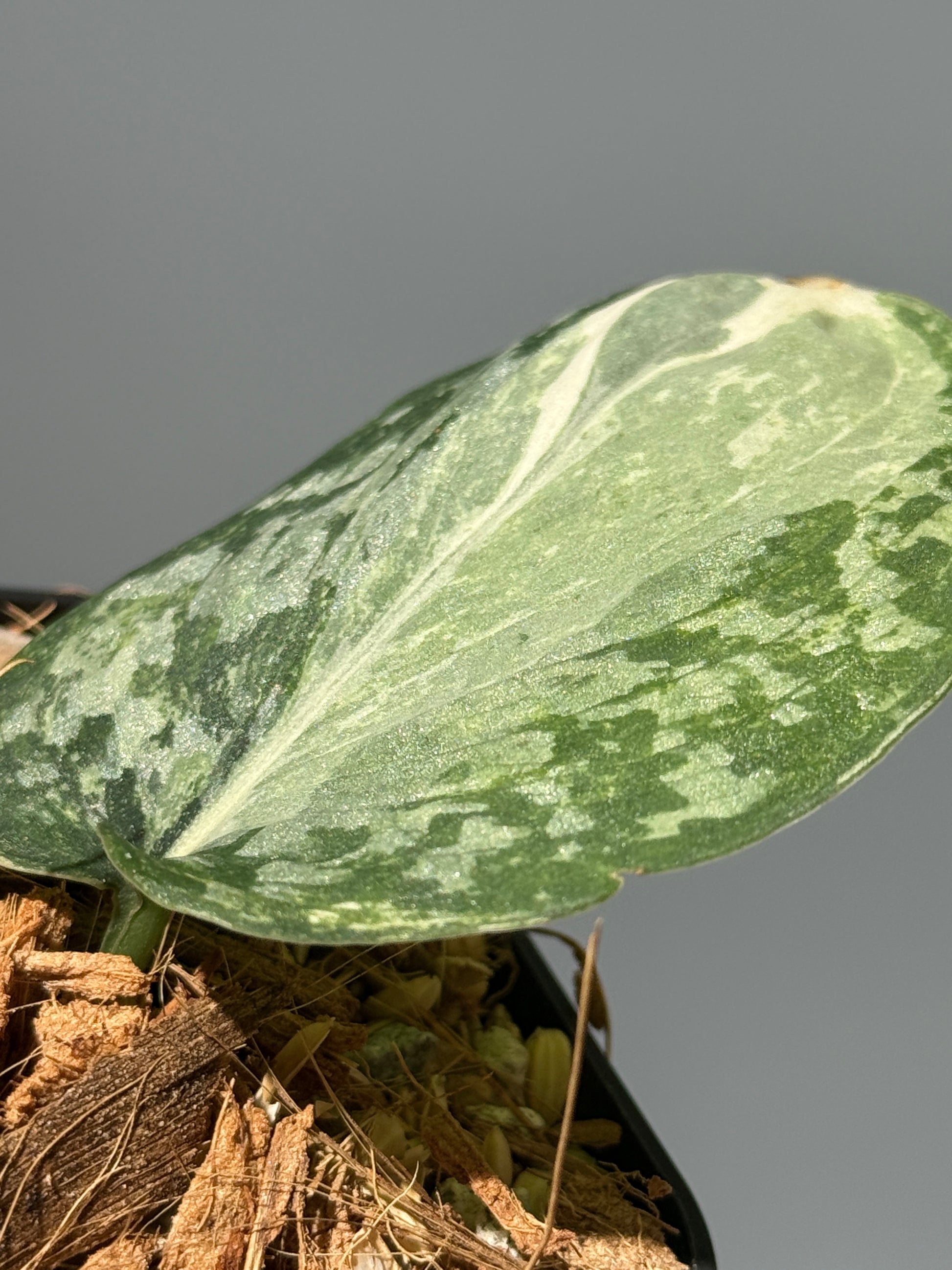 スキンダプサス エキゾチカ アルボ / Scindapsus exotica albo (1)