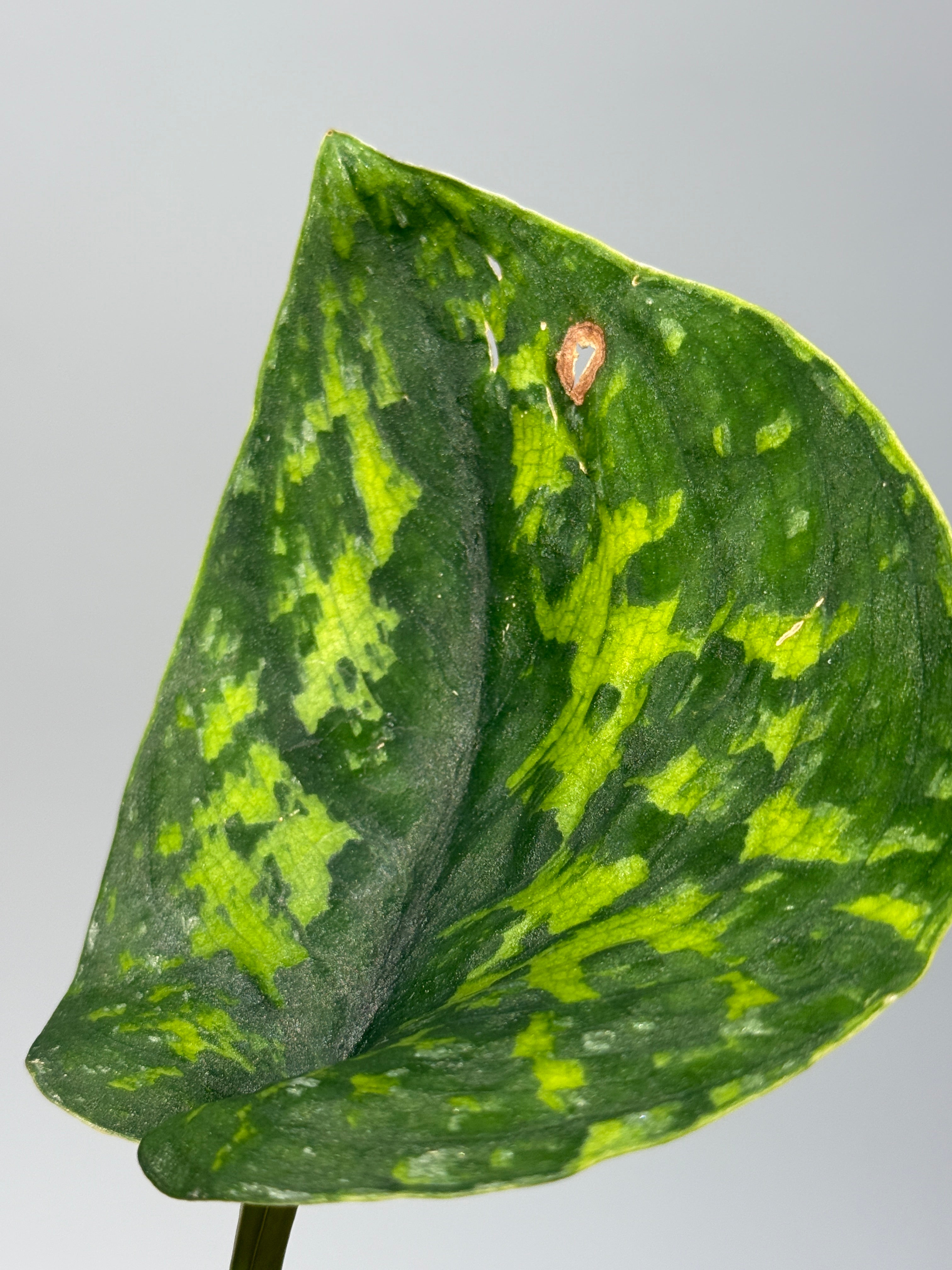 スキンダプサス マカン / Scindapsus Macan (1) – Nakayama-Plants