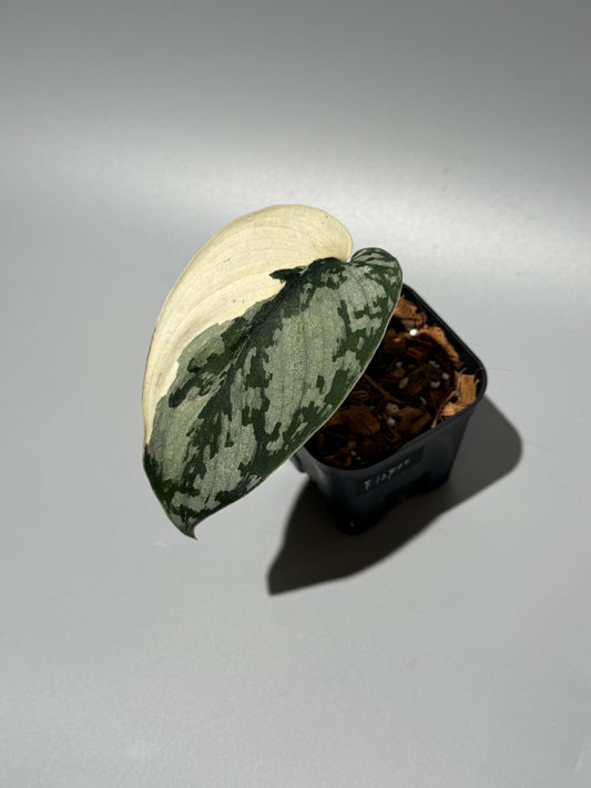 スキンダプサス マリポーサ / Scindapsus Mariposa (2)