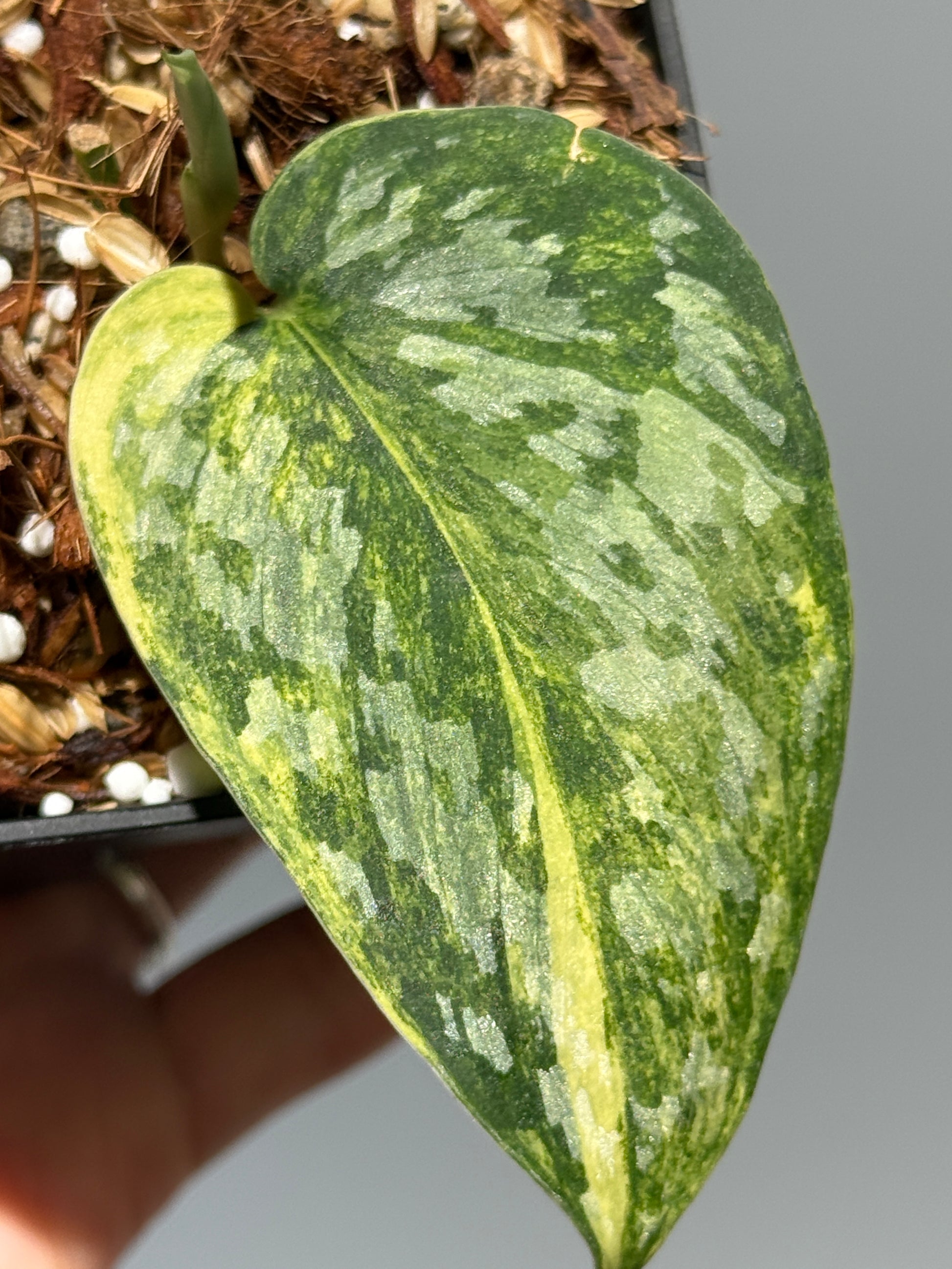 スキンダプサス ラジャタプラ  / Scindapsus Rajatapura (2)