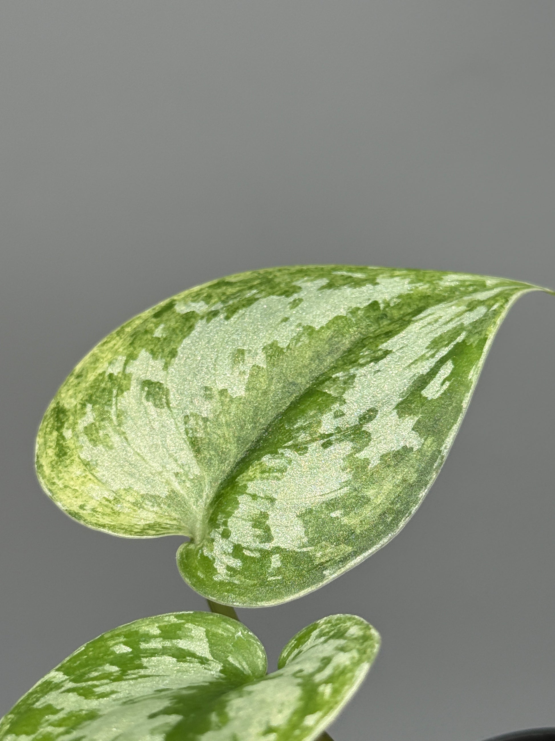 スキンダプサス ピースン アルボ  / Scindapsus peasun albo (1)
