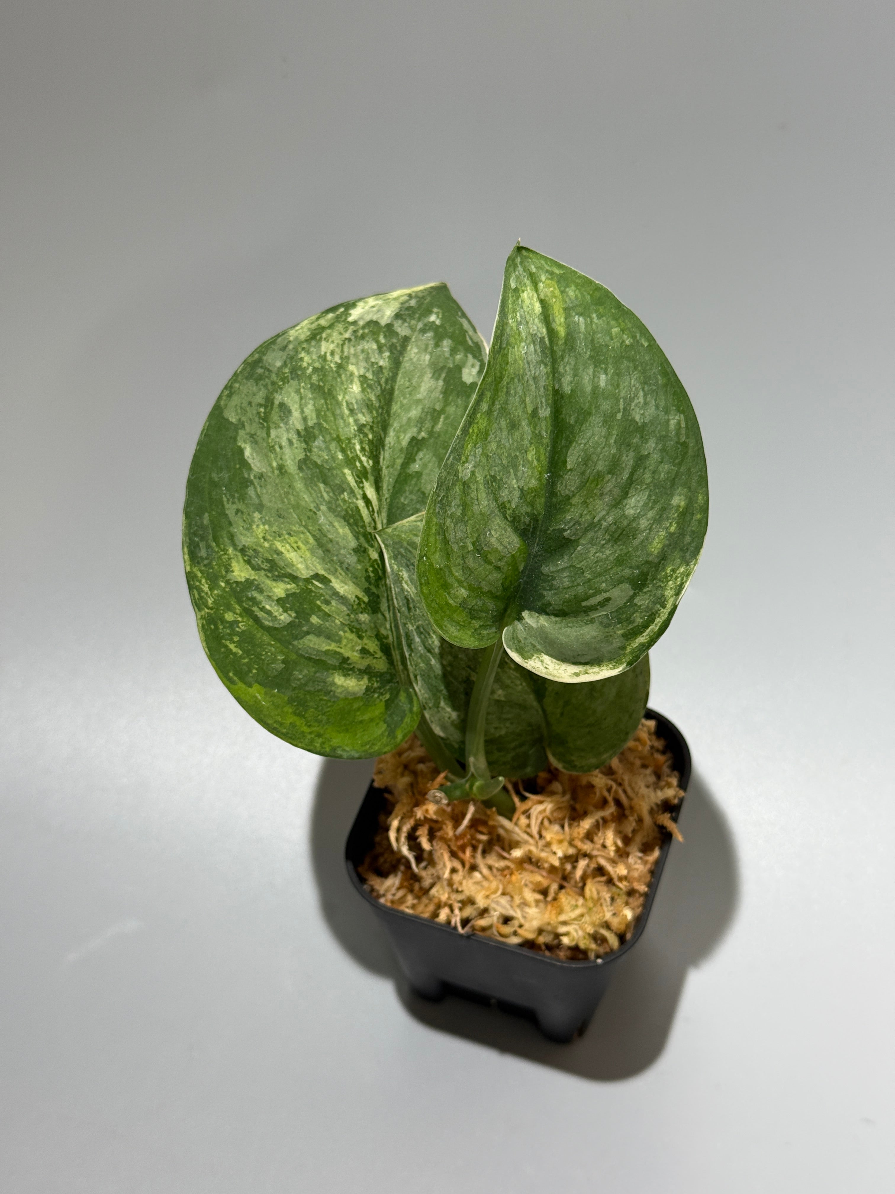 All Plants – Nakayama-Plants