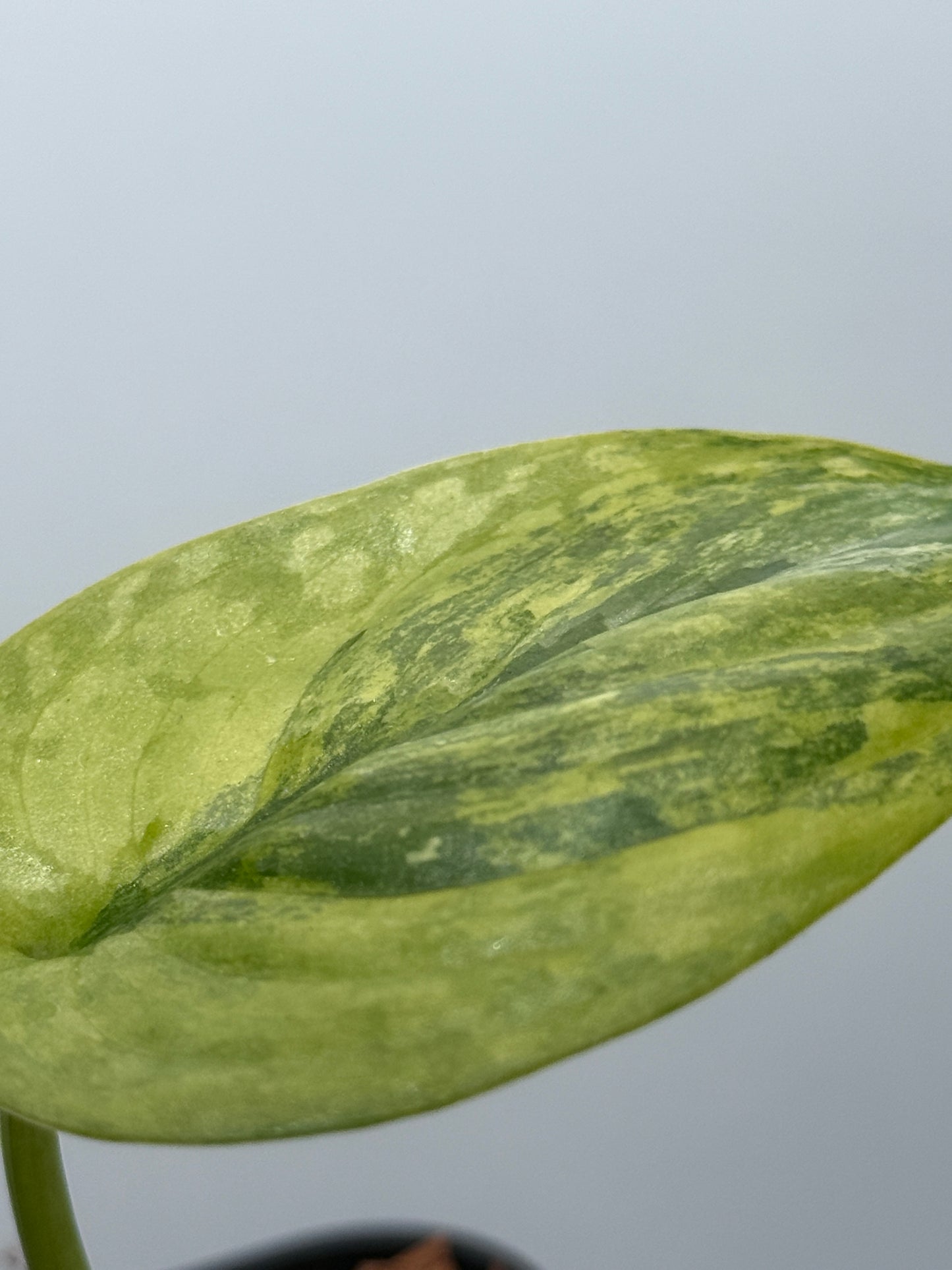 スキンダプサス プサカ / Scindapsus pusaka  (2)