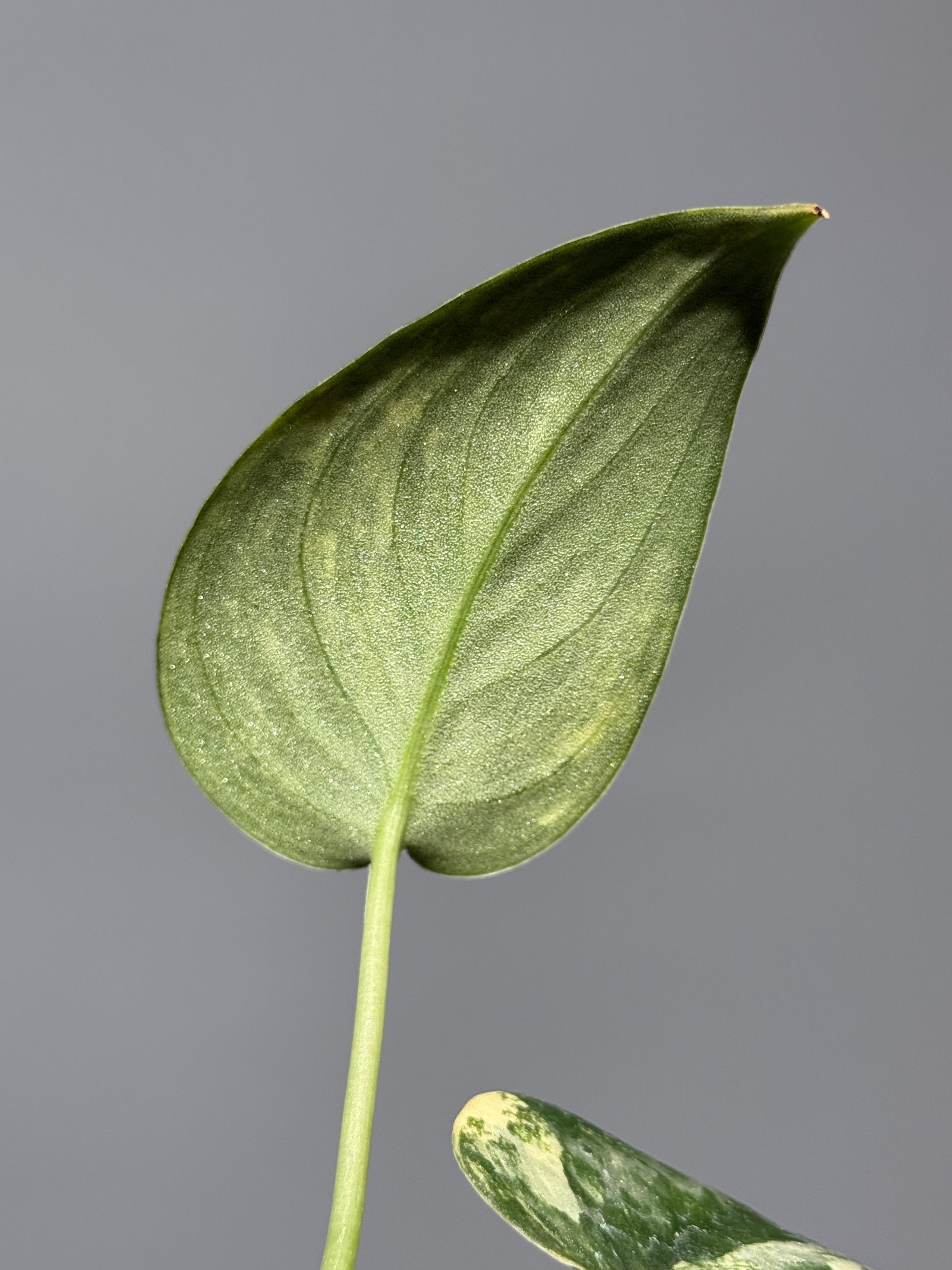 スキンダプサス グリーン ダイヤモンド / Scindapsus Green diamond (1)