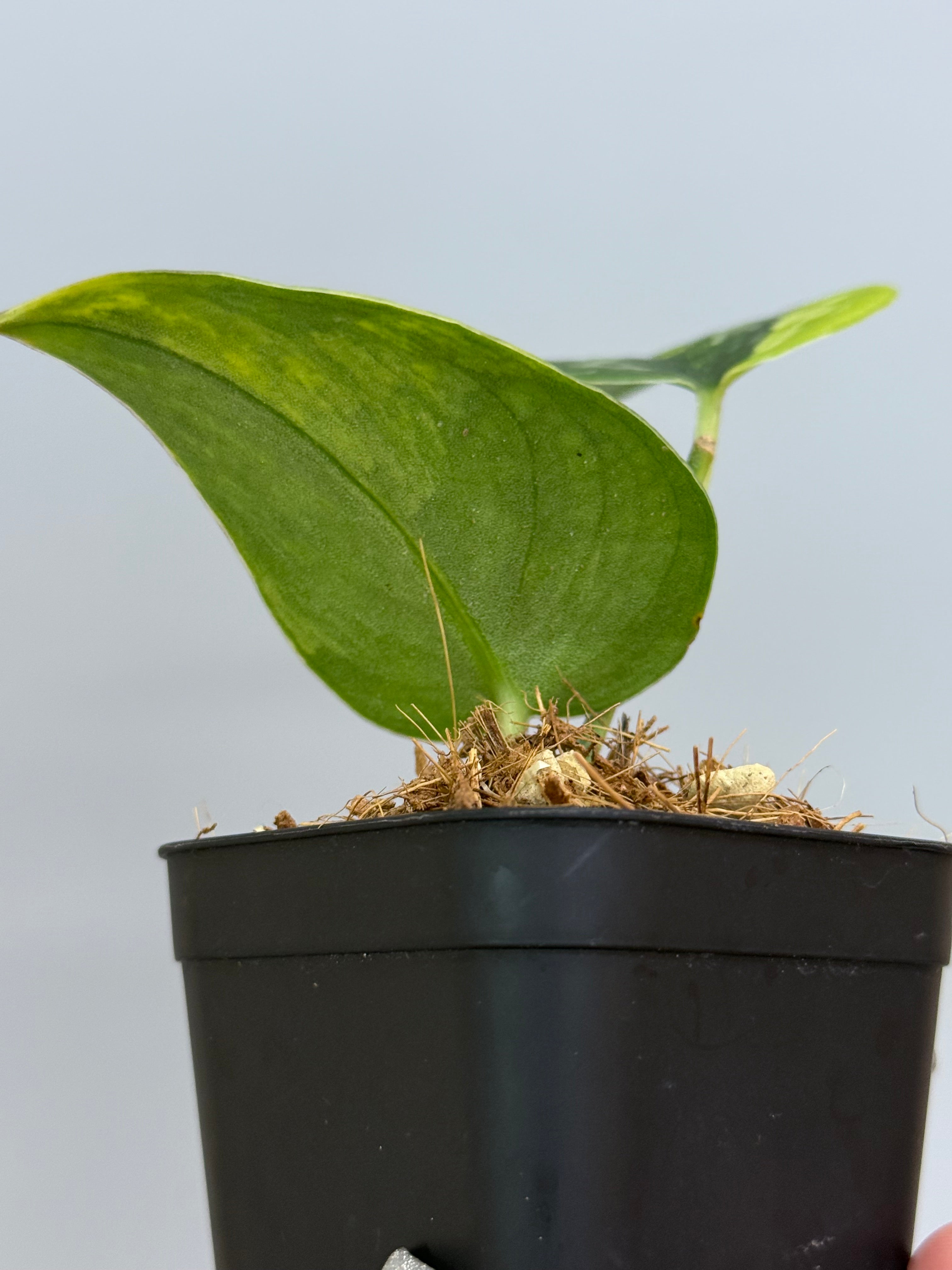 スキンダプサス グリーン ダイヤモンド / Scindapsus Green diamond (1