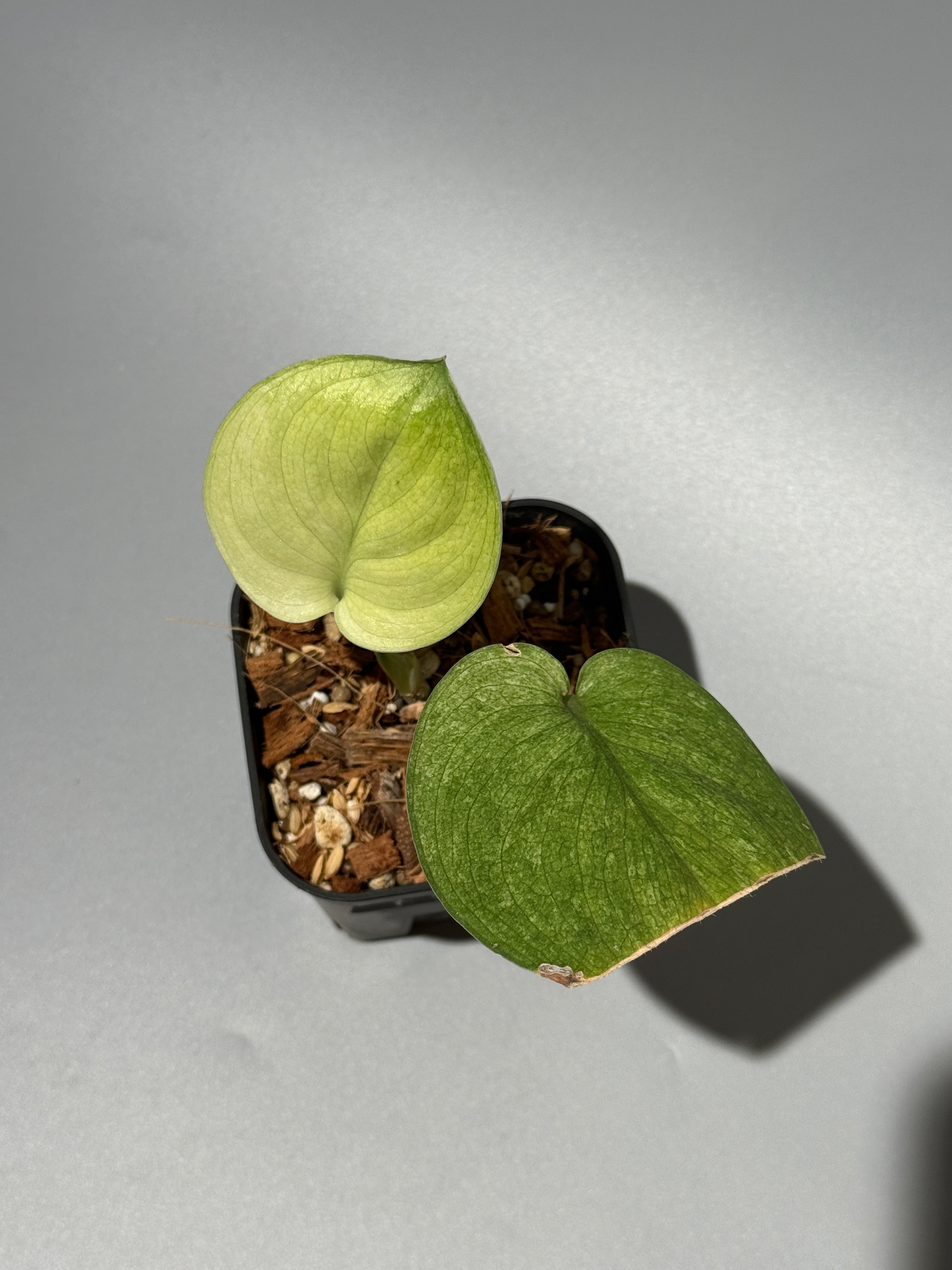 All Plants – Nakayama-Plants