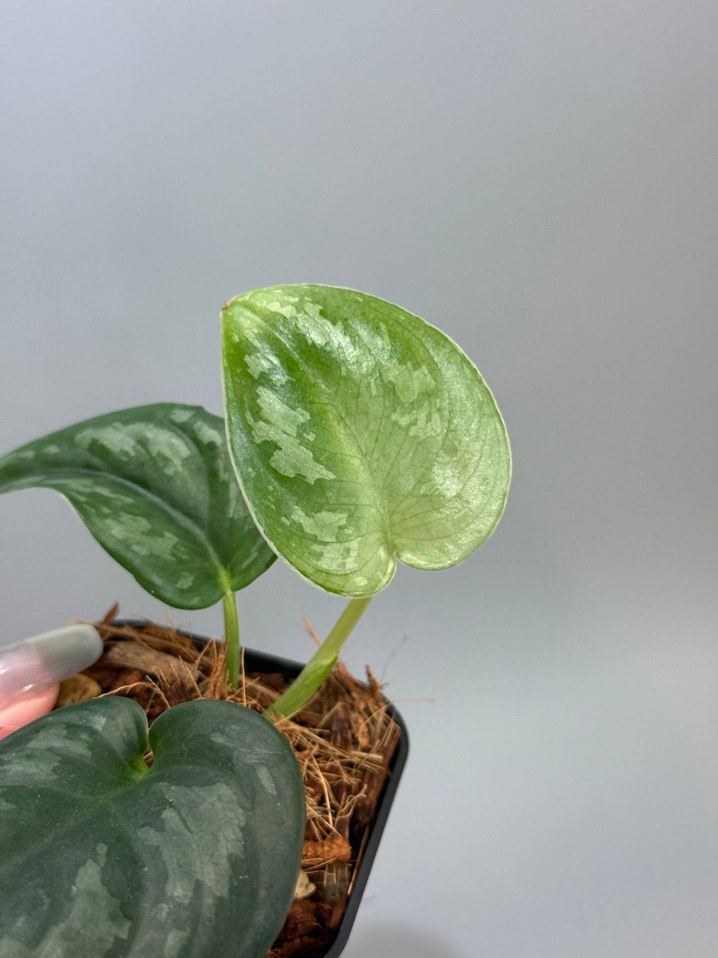 スキンダプサス エキゾチカ グローシ sp.サラワク / Scindapsus exotica glosy sp.serawak (4)