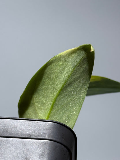 スキンダプサス マラフヨ / Scindapsus Marahuyo (1)