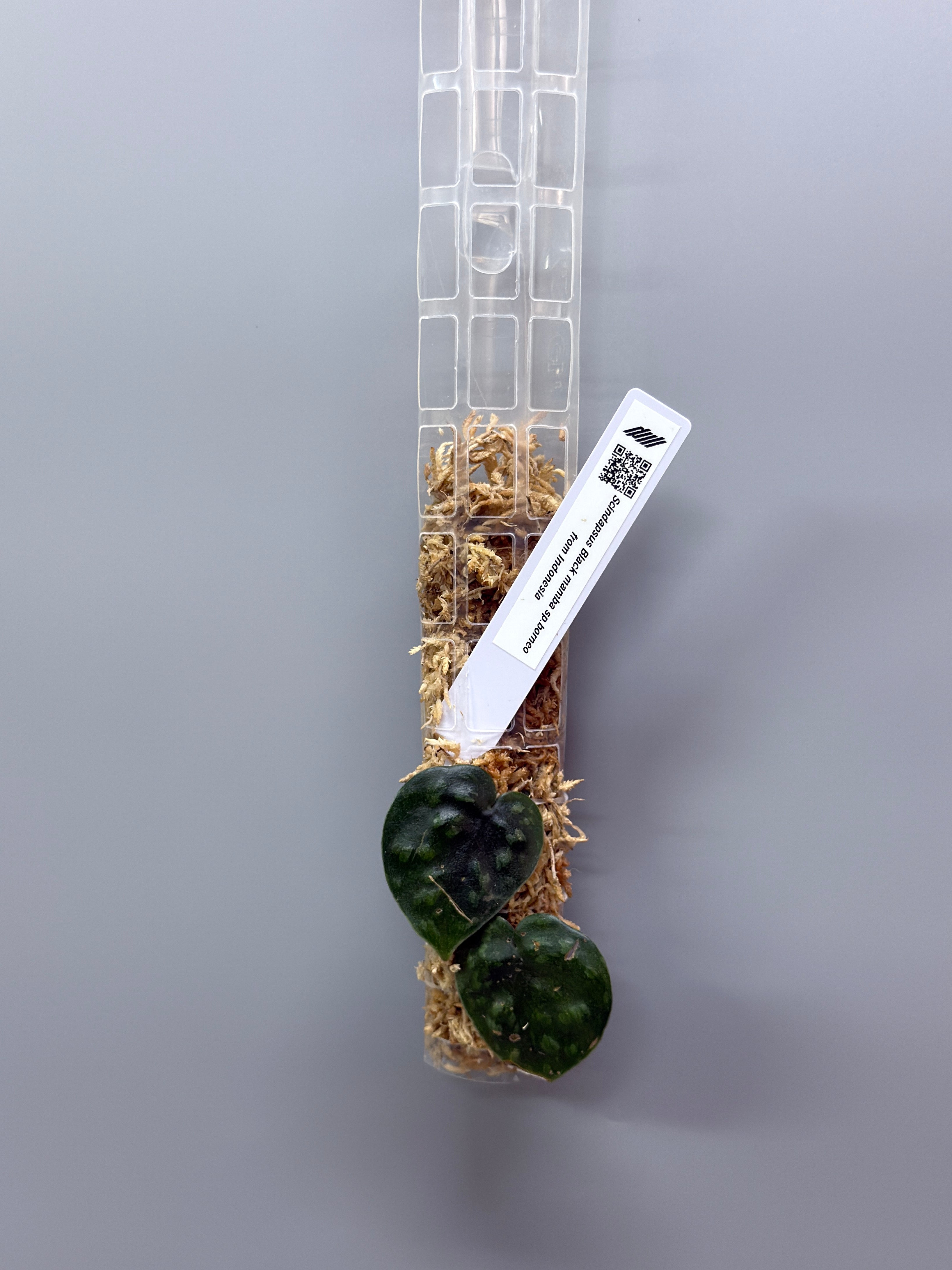 スキンダプサス ブラックマンバ / Scindapsus black mamba (3