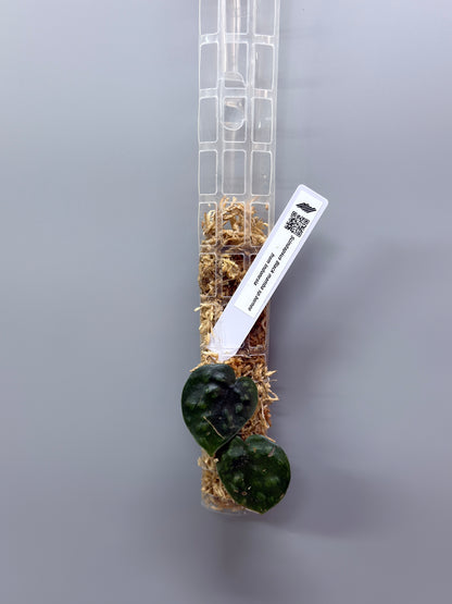 スキンダプサス ブラックマンバ  / Scindapsus black mamba (3)