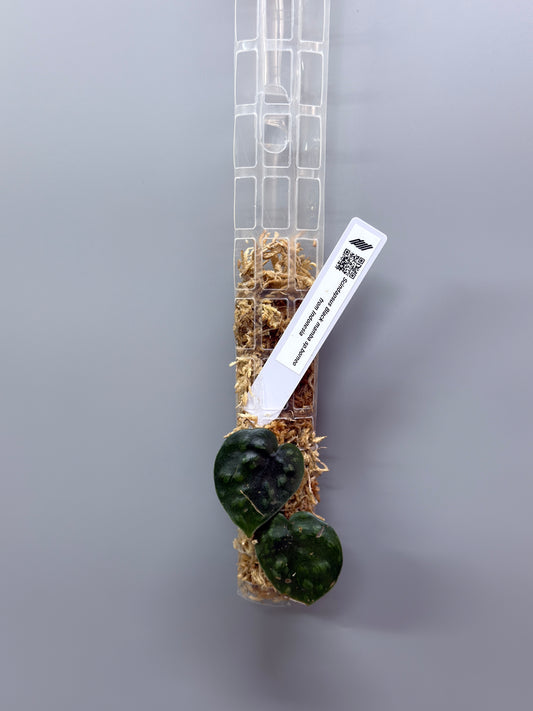 スキンダプサス ブラックマンバ  / Scindapsus black mamba (3)