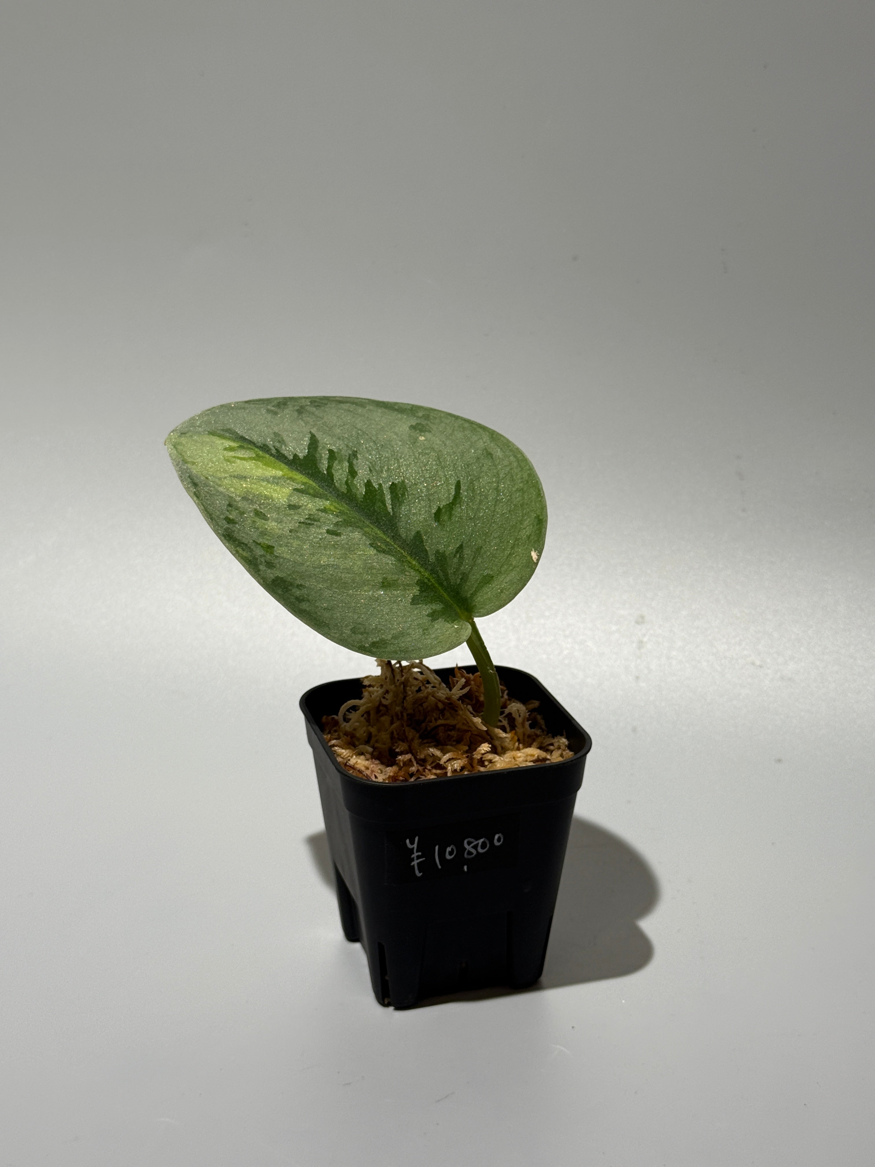スキンダプサス ユパ / Scindapsus Yupa (2) – Nakayama-Plants