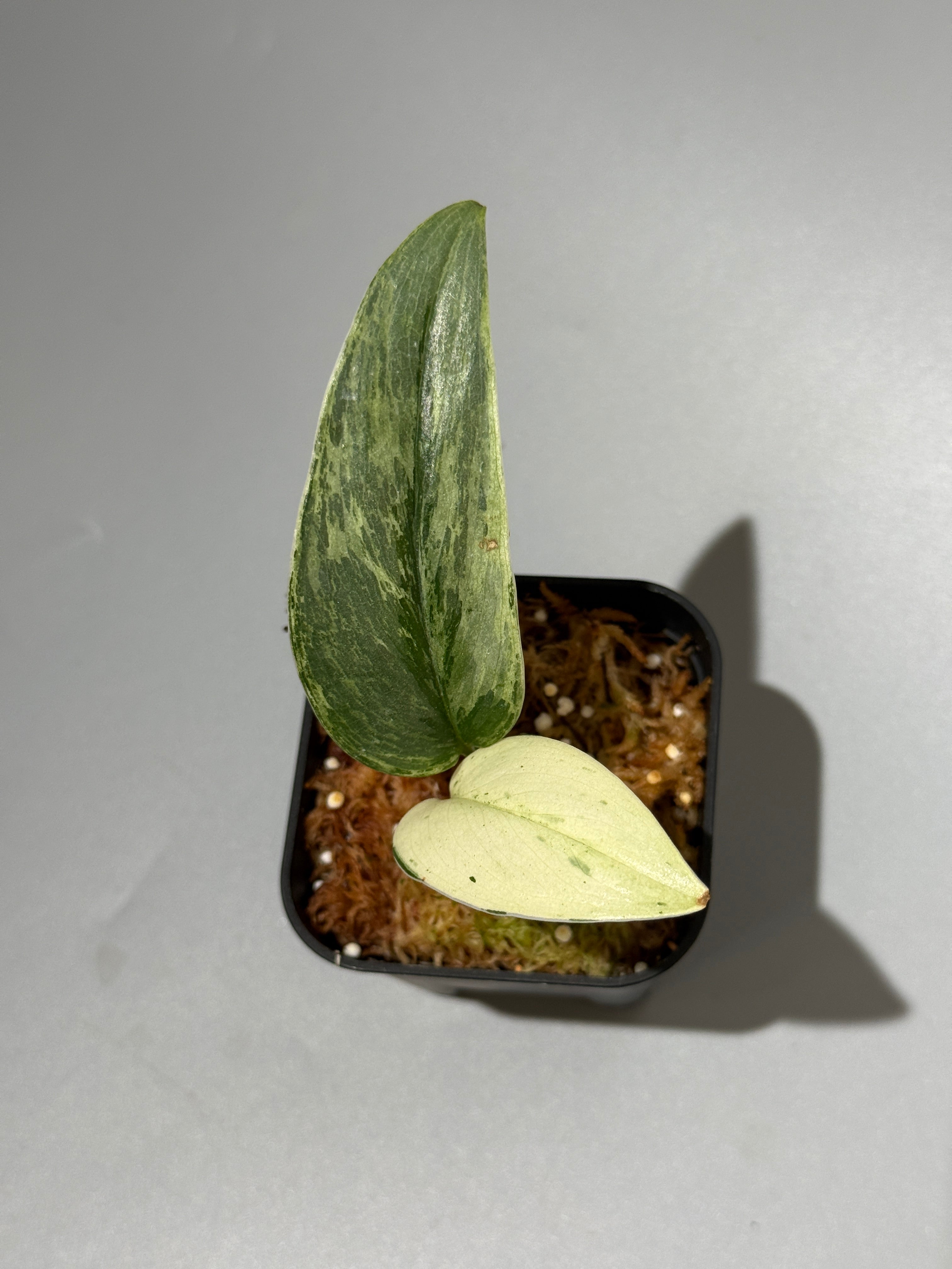 All Plants – Nakayama-Plants