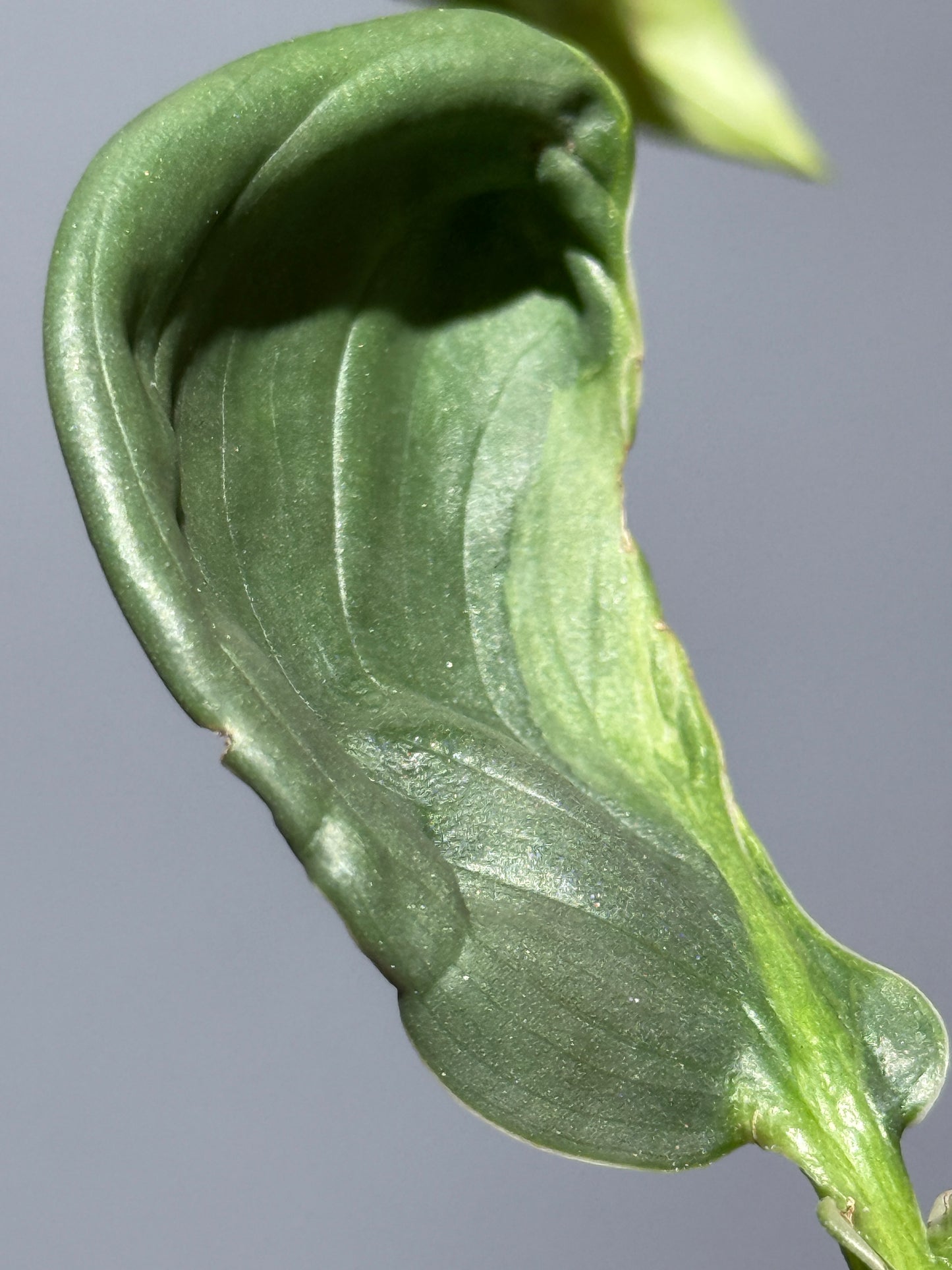 スキンダプサス ペラケンシス ブルーラバ / Scindapsus Perakensis blue lava (1)