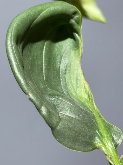 スキンダプサス ペラケンシス ブルーラバ / Scindapsus Perakensis blue lava (1)