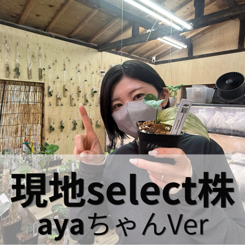 あやちゃん現地セレクト株