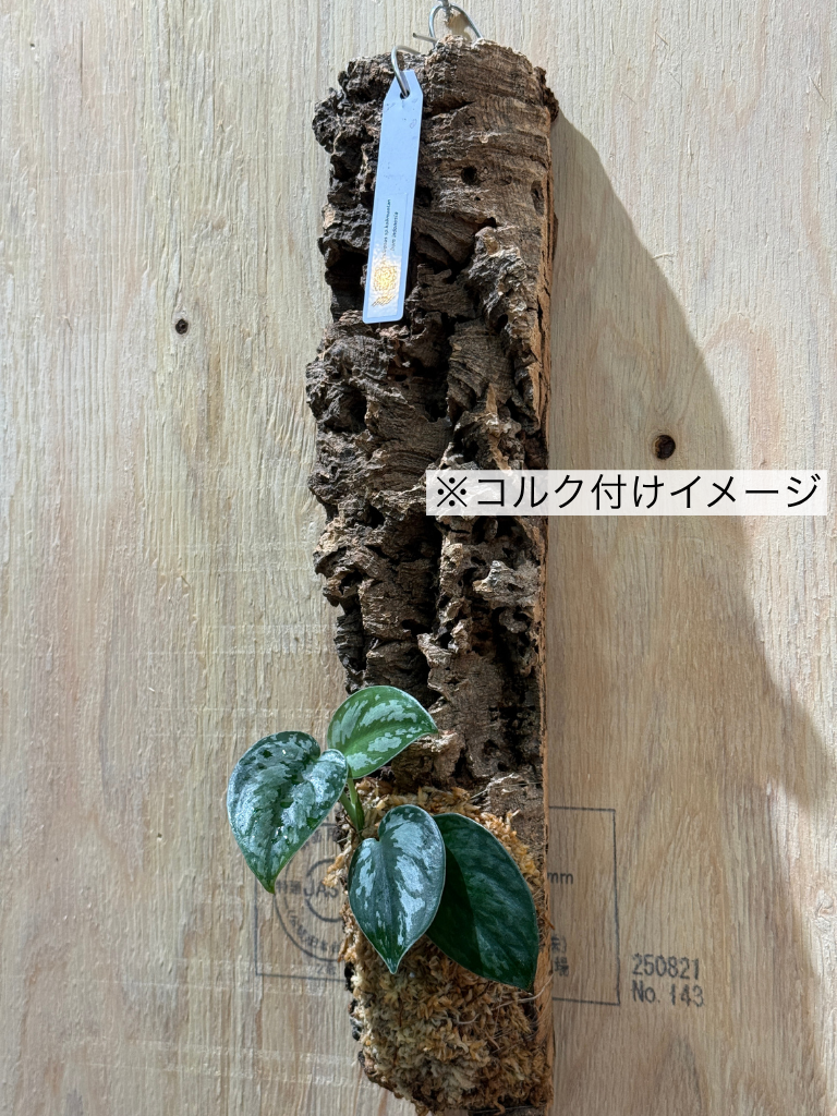 ダプコルク 着生 / DAPCORK CHAKUSEI (5)