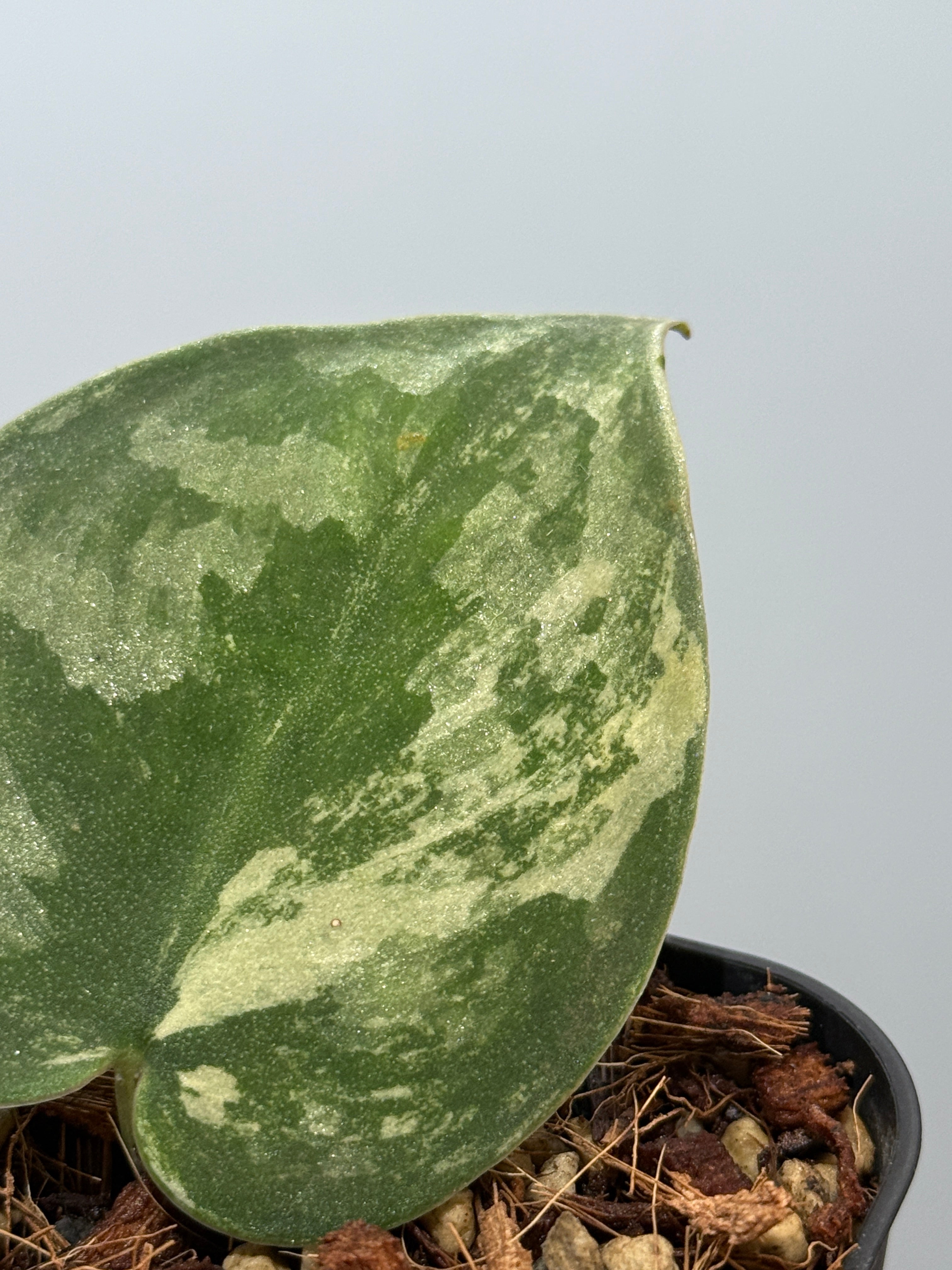 スキンダプサス バクダパティ / Scindapsus bakudapati (6) – Nakayama