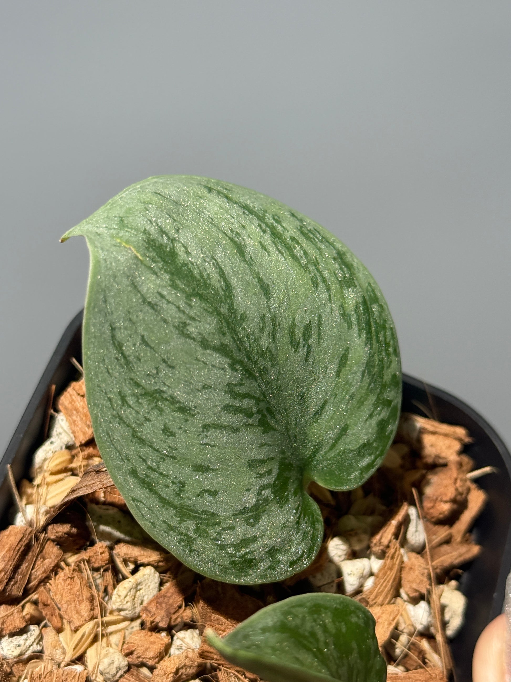 スキンダプサス グレイ ダイヤモンド / Scindapsus Gray diamond (1)